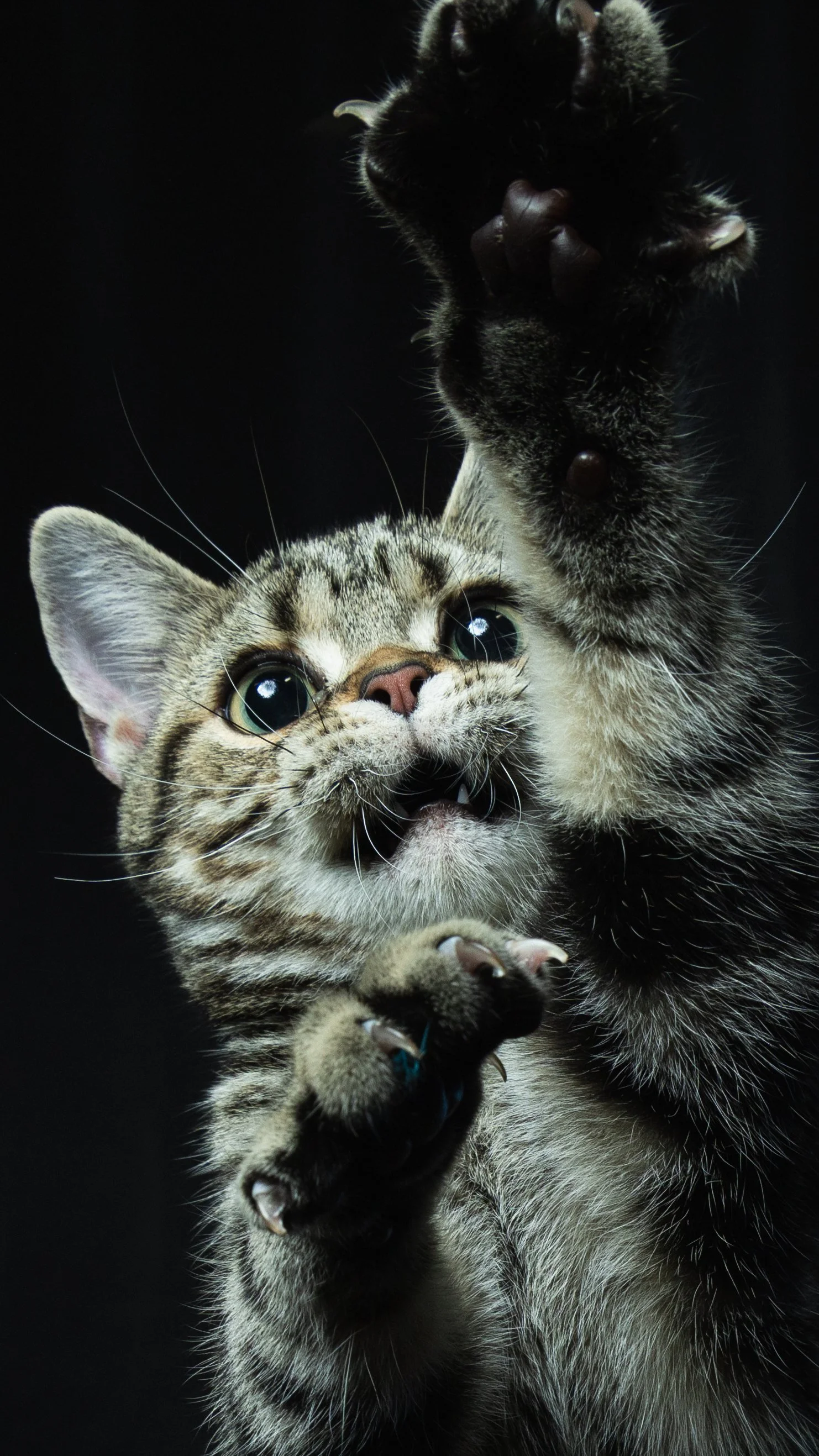 A close-up of a playful kitten with piercing blue eyes, reaching upward with its paw against a black background.