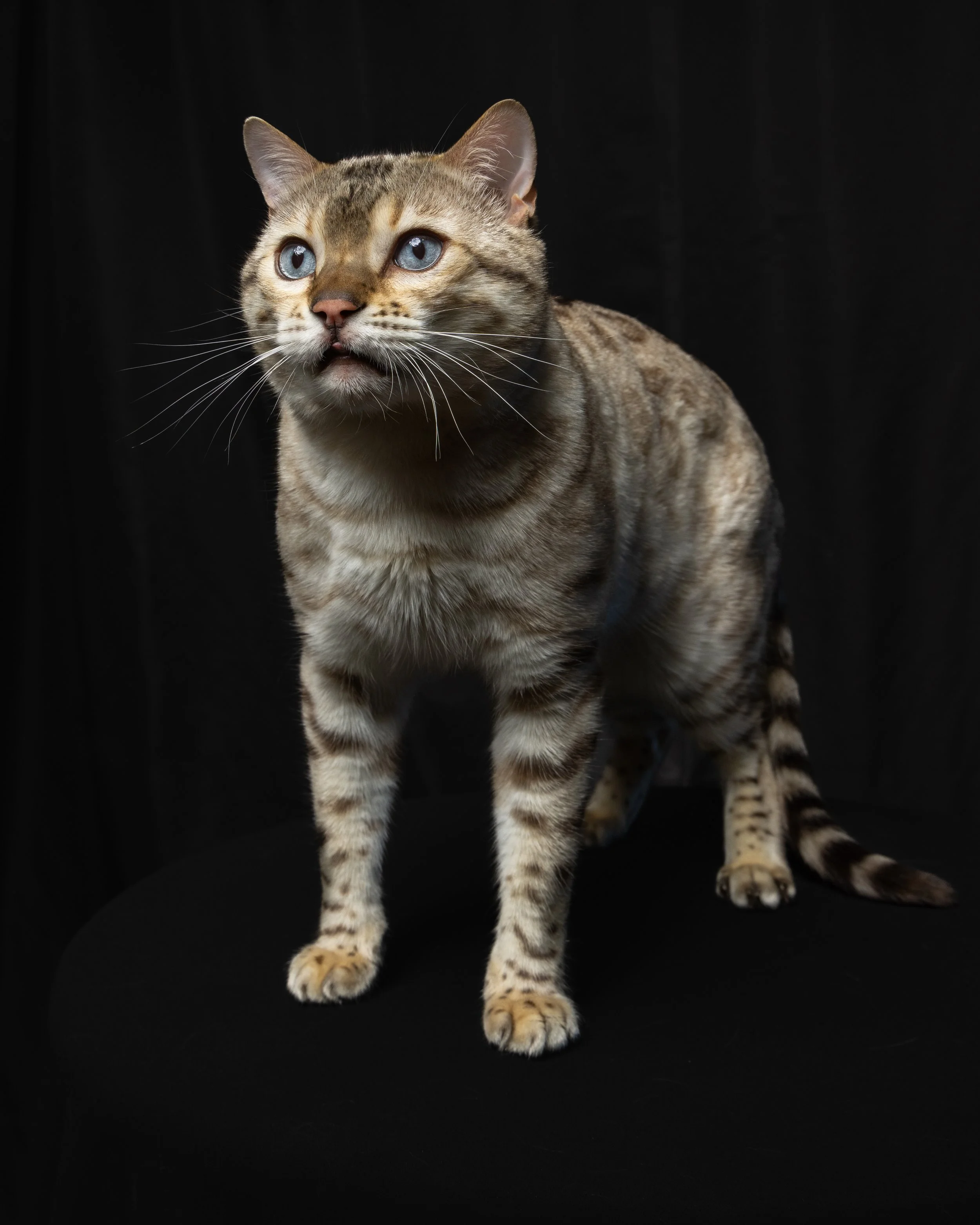 A Bengal cat with blue eyes standing on a black surface against a black background.