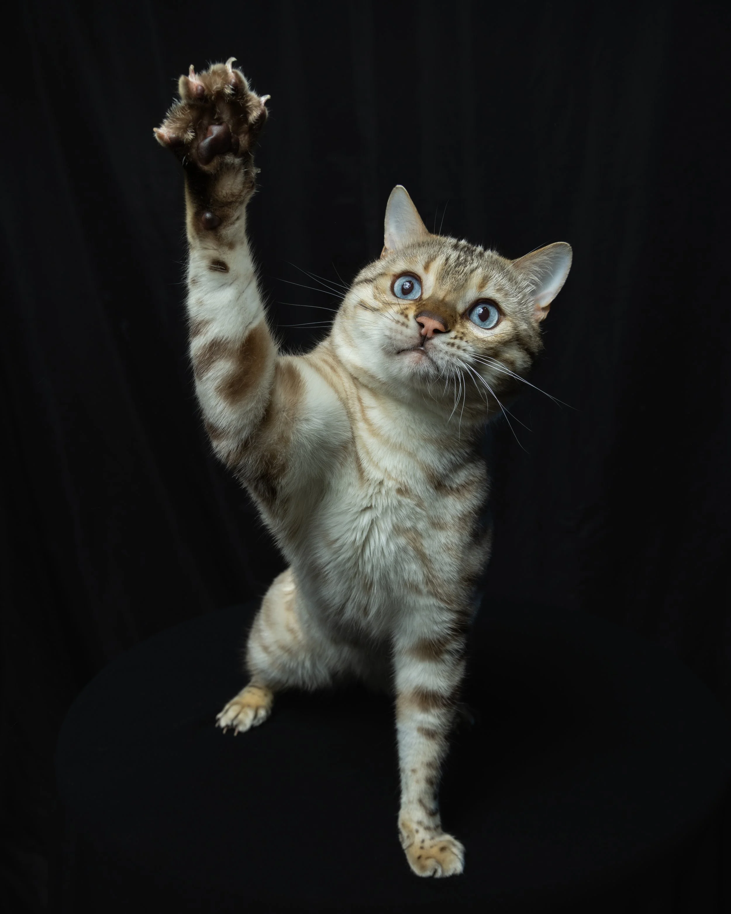 A tabby cat with blue eyes reaching out with one paw against a black background.