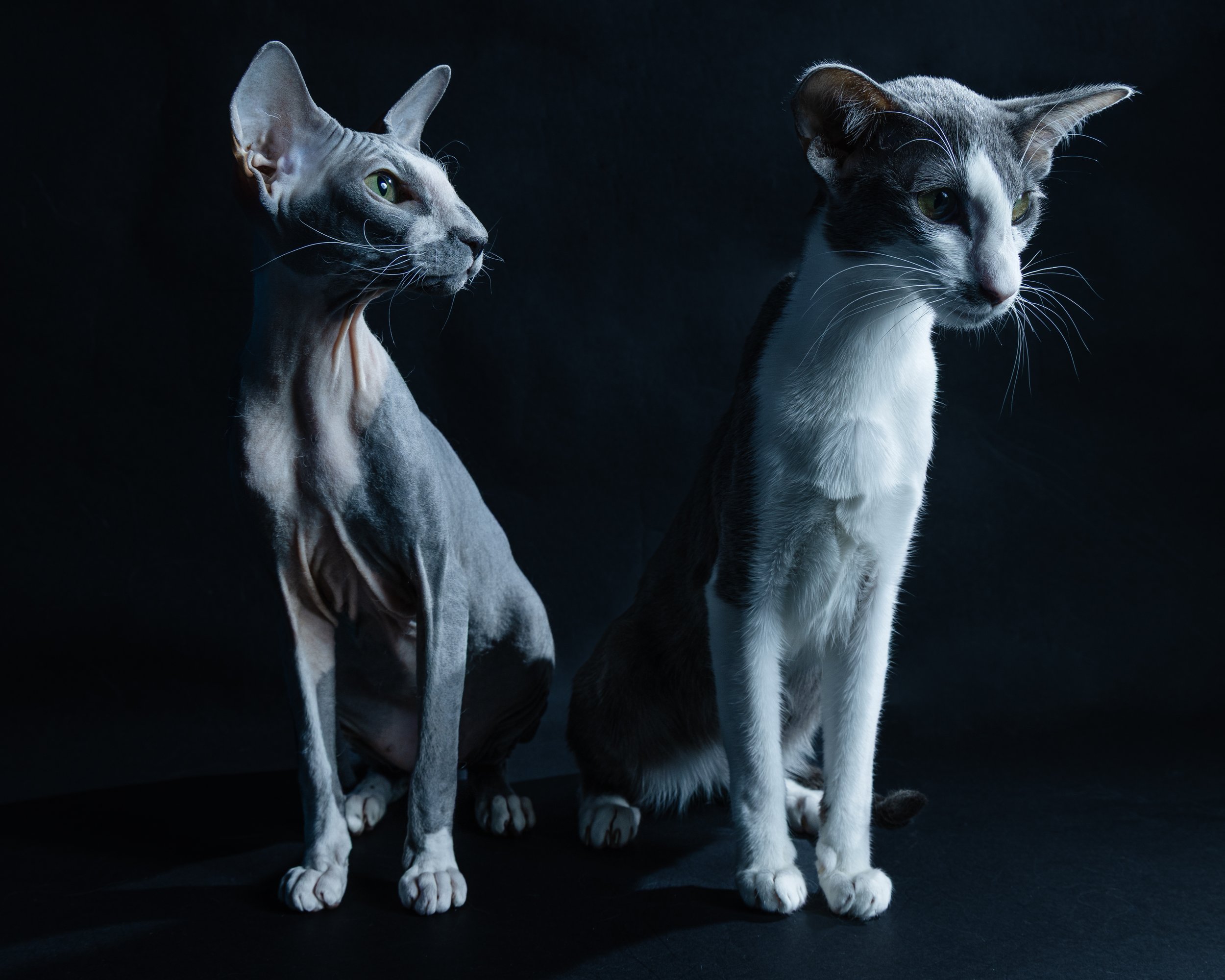 Two cats sitting on a black surface against a dark background, one hairless Sphynx and one black-and-white domestic shorthair.
