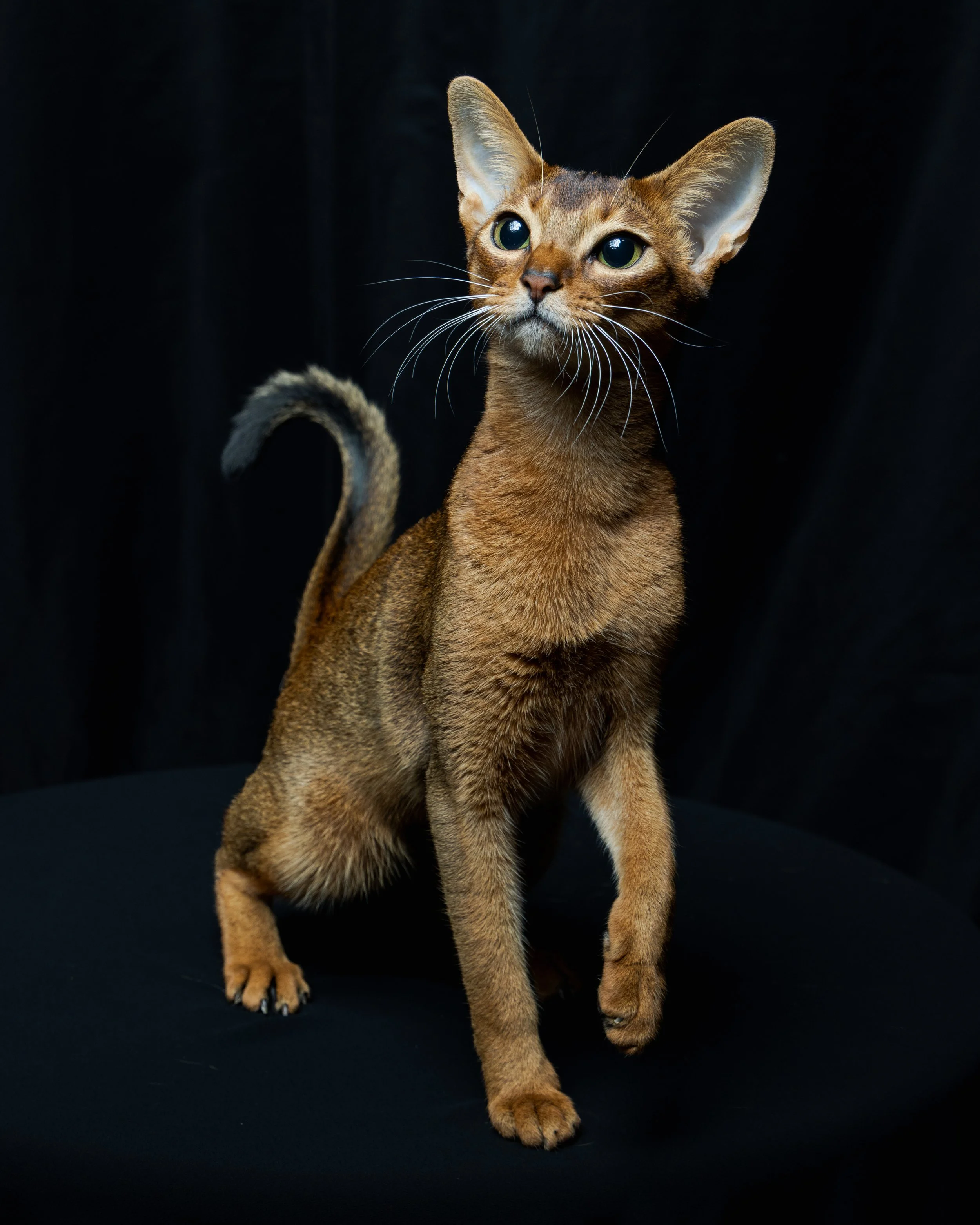 A brown Abyssinian cat sitting on a black surface against a black background, looking slightly to the left.