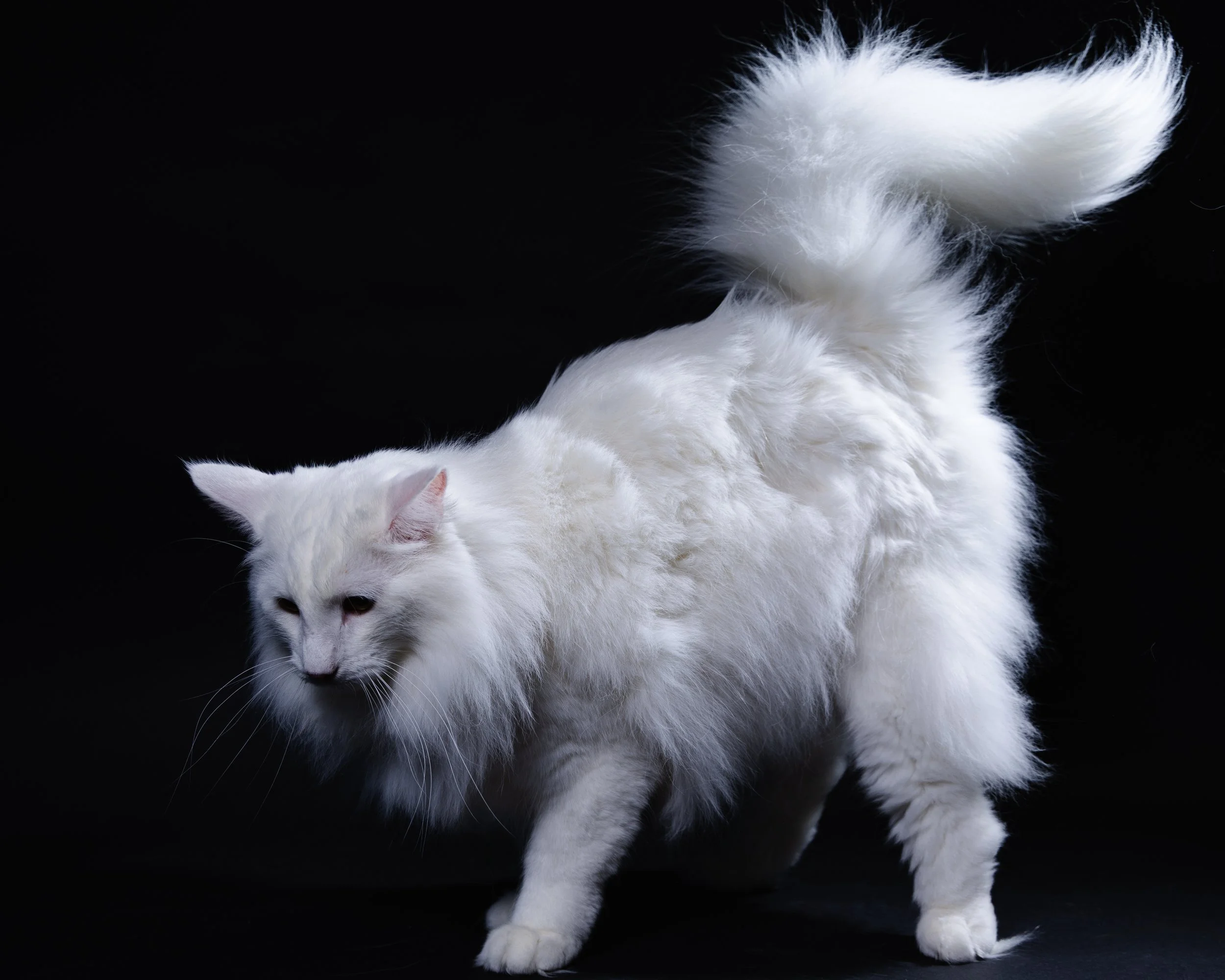 A fluffy white cat with long fur standing on a black background.