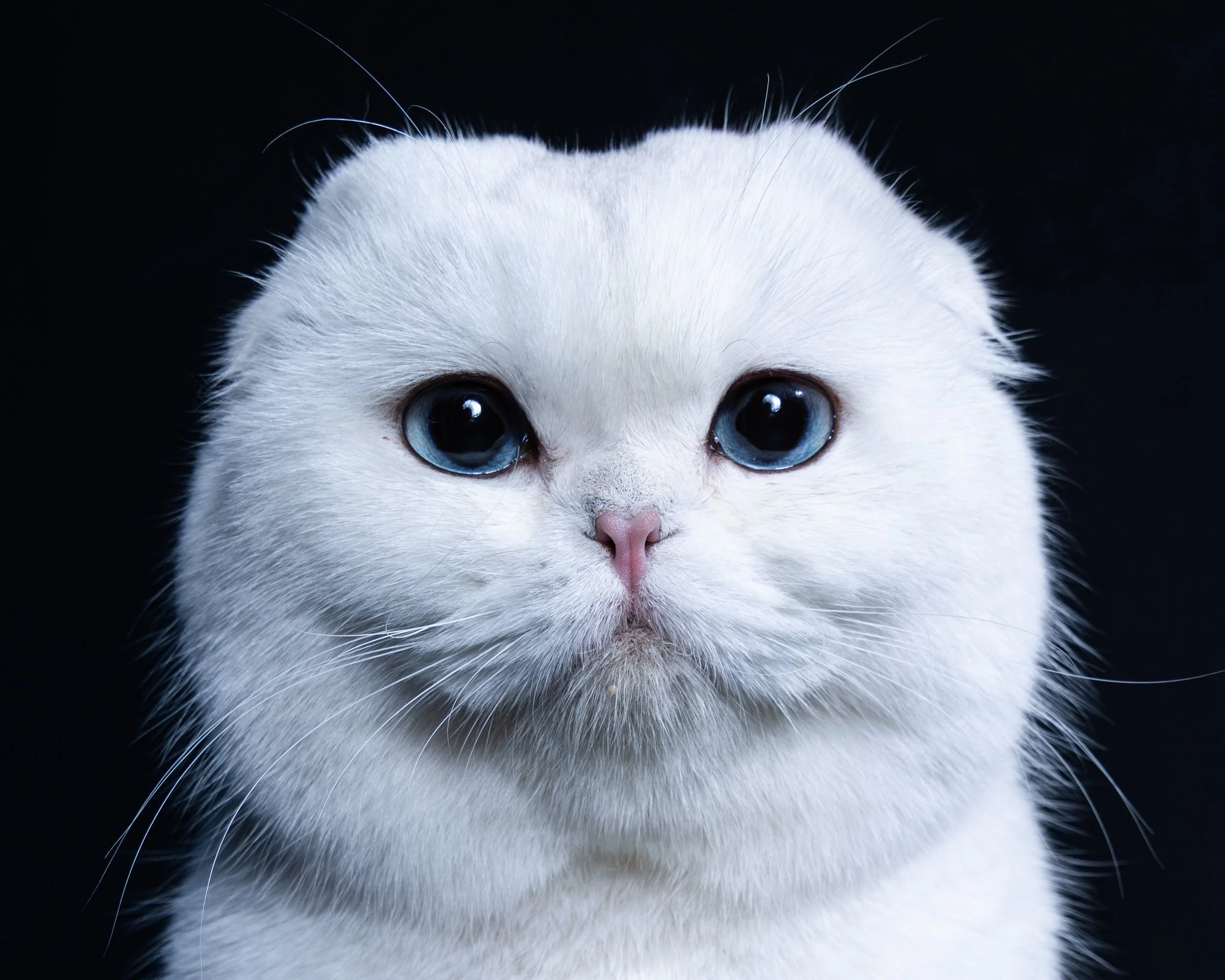 Close-up of a Scottish Fold cat with blue eyes against a black background.