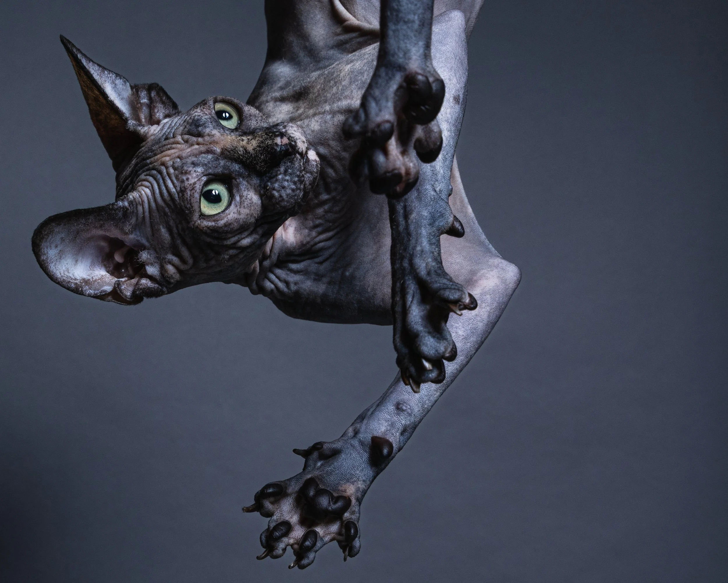 A Sphynx cat with large ears and green eyes, appearing to fly or leap against a dark background.
