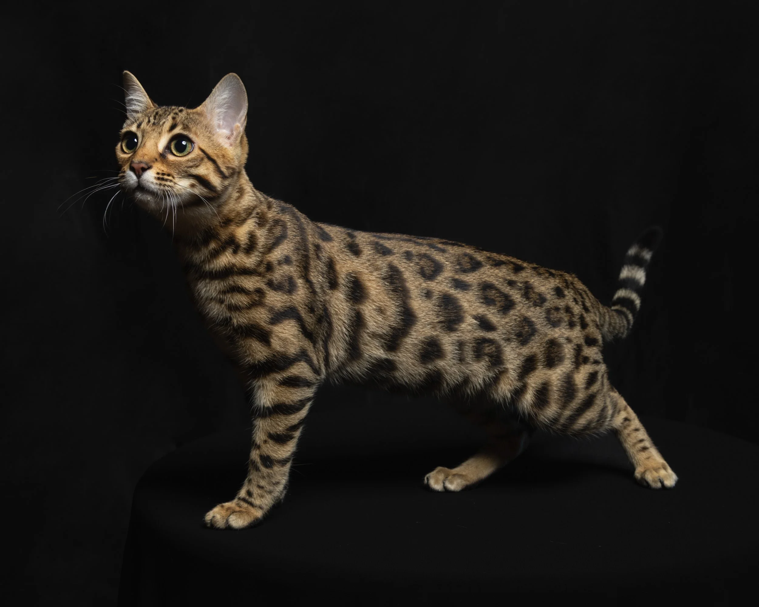 A Bengal cat with a spotted coat standing on a black surface against a black background.