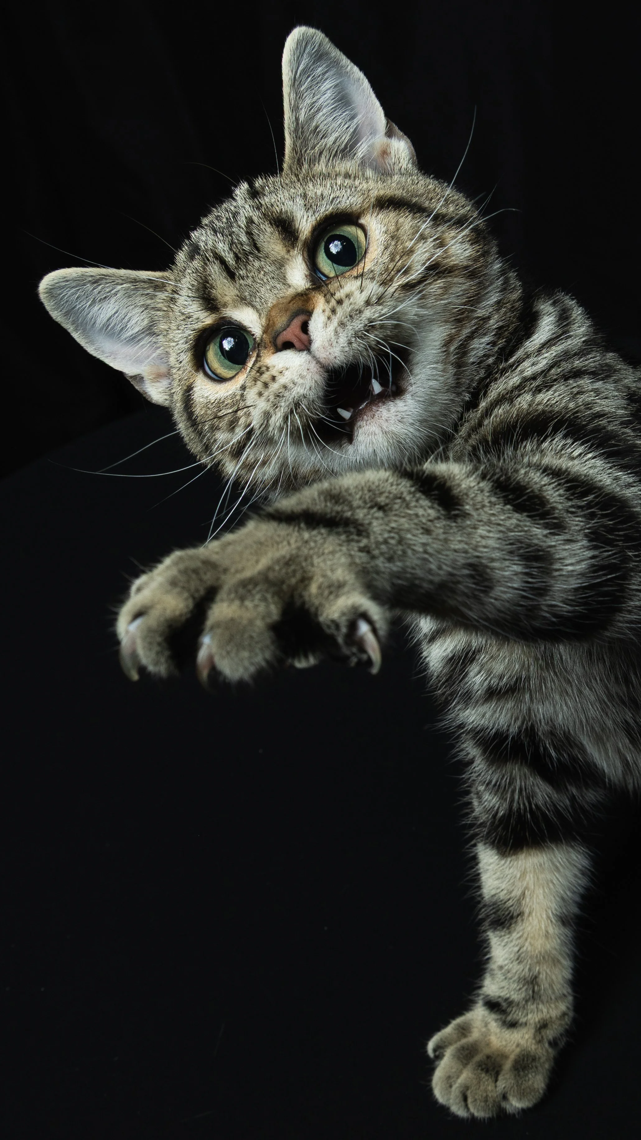 Close-up of a tabby kitten reaching out with its paw against a black background.