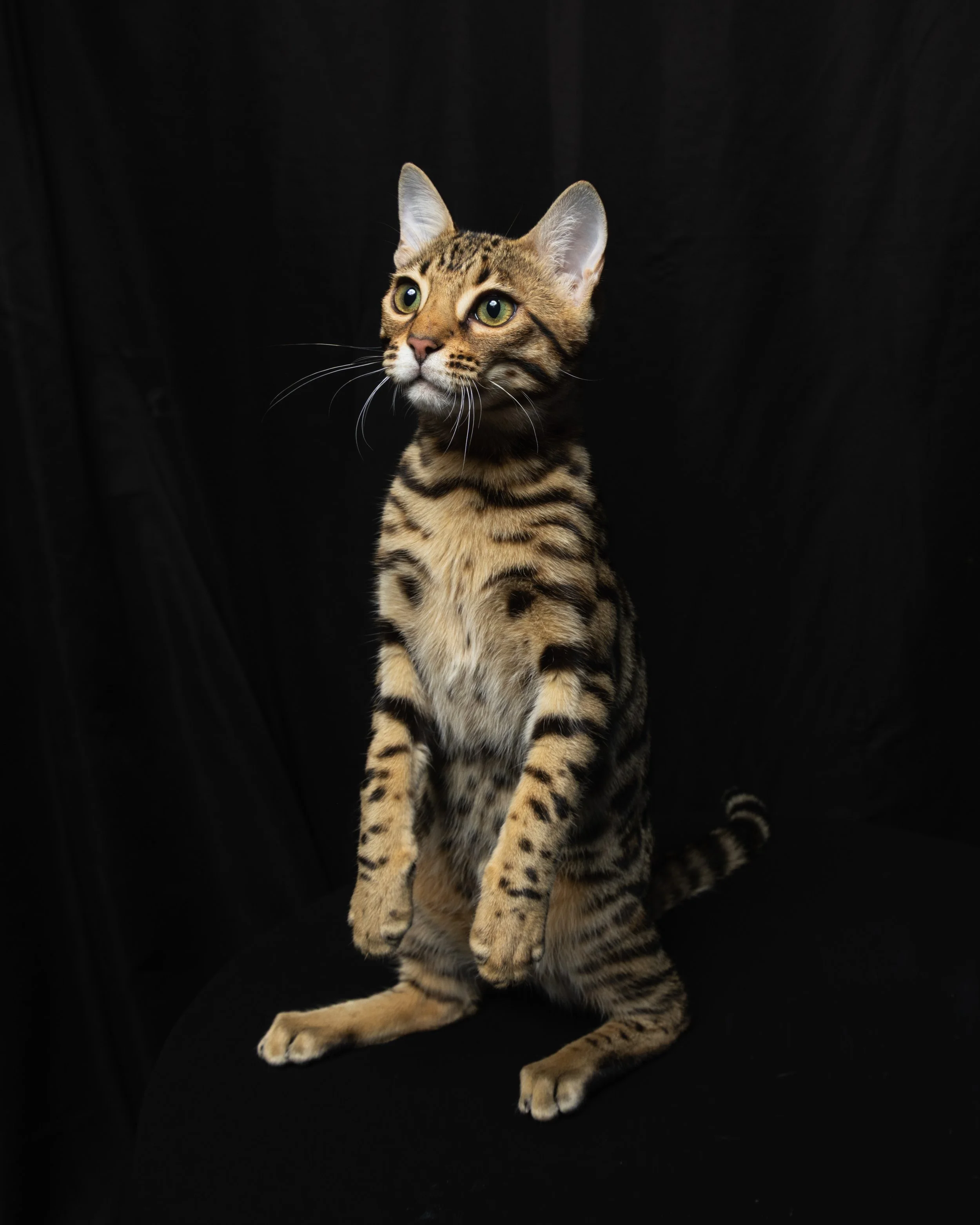A Bengal cat sitting upright with front paws raised, against a black background.