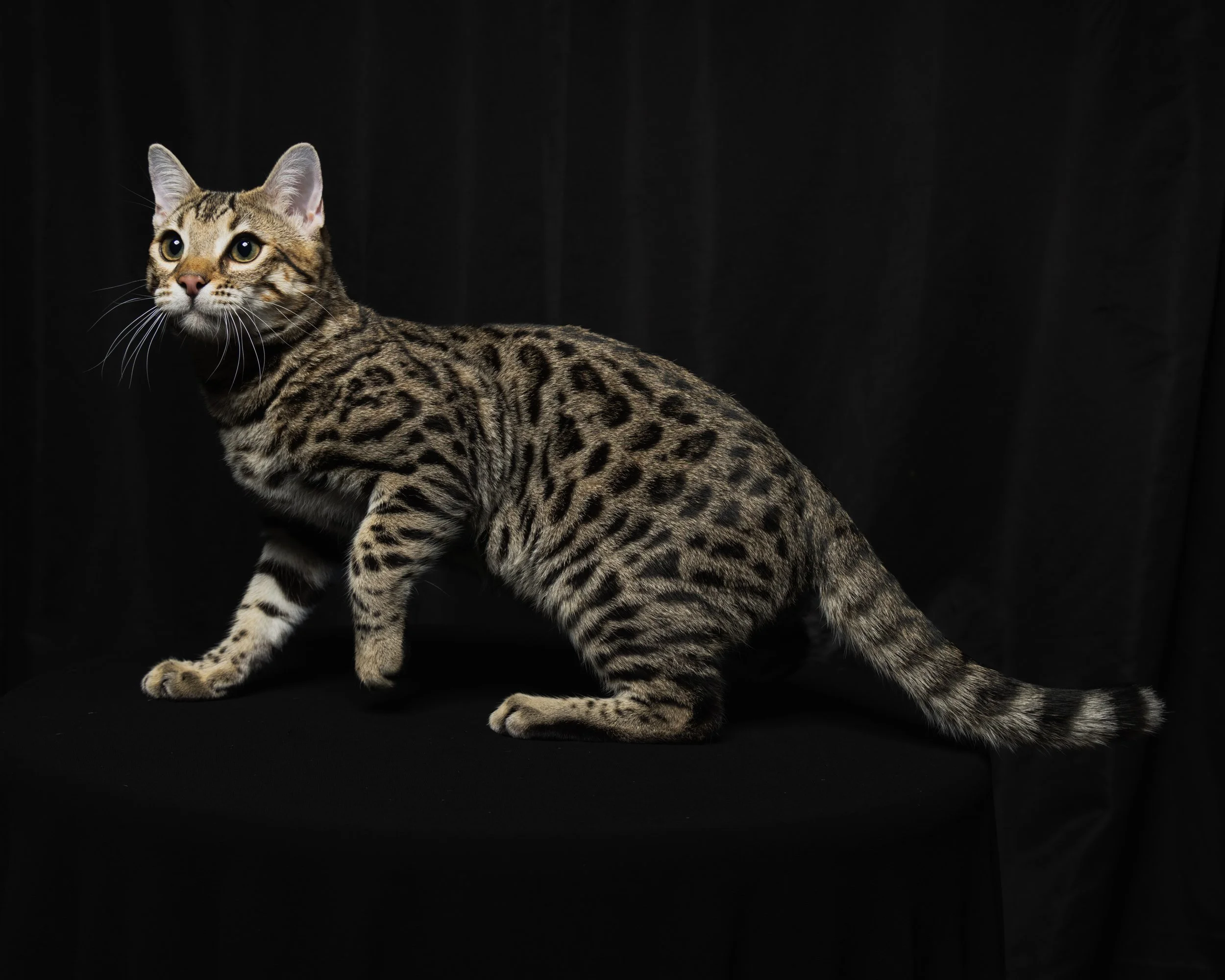 A Bengal cat with a sleek, spotted coat is sitting on a black surface against a black background, looking alert and attentive.