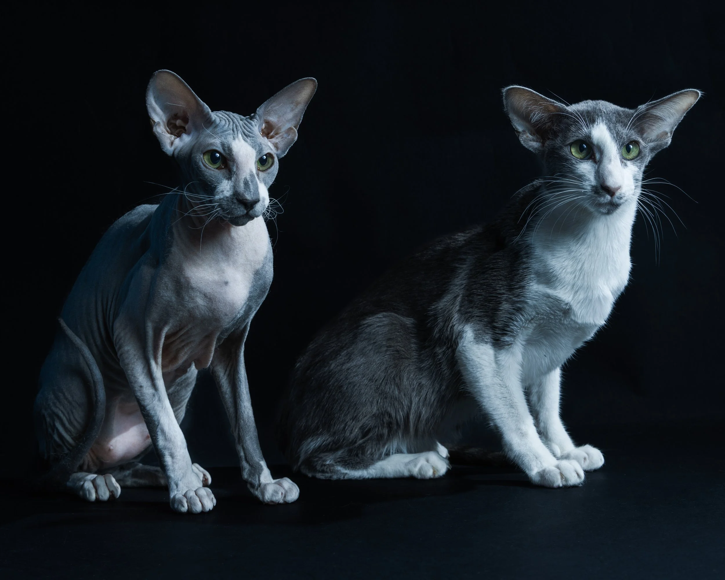 Two cats with large ears and slender bodies sitting against a dark background.