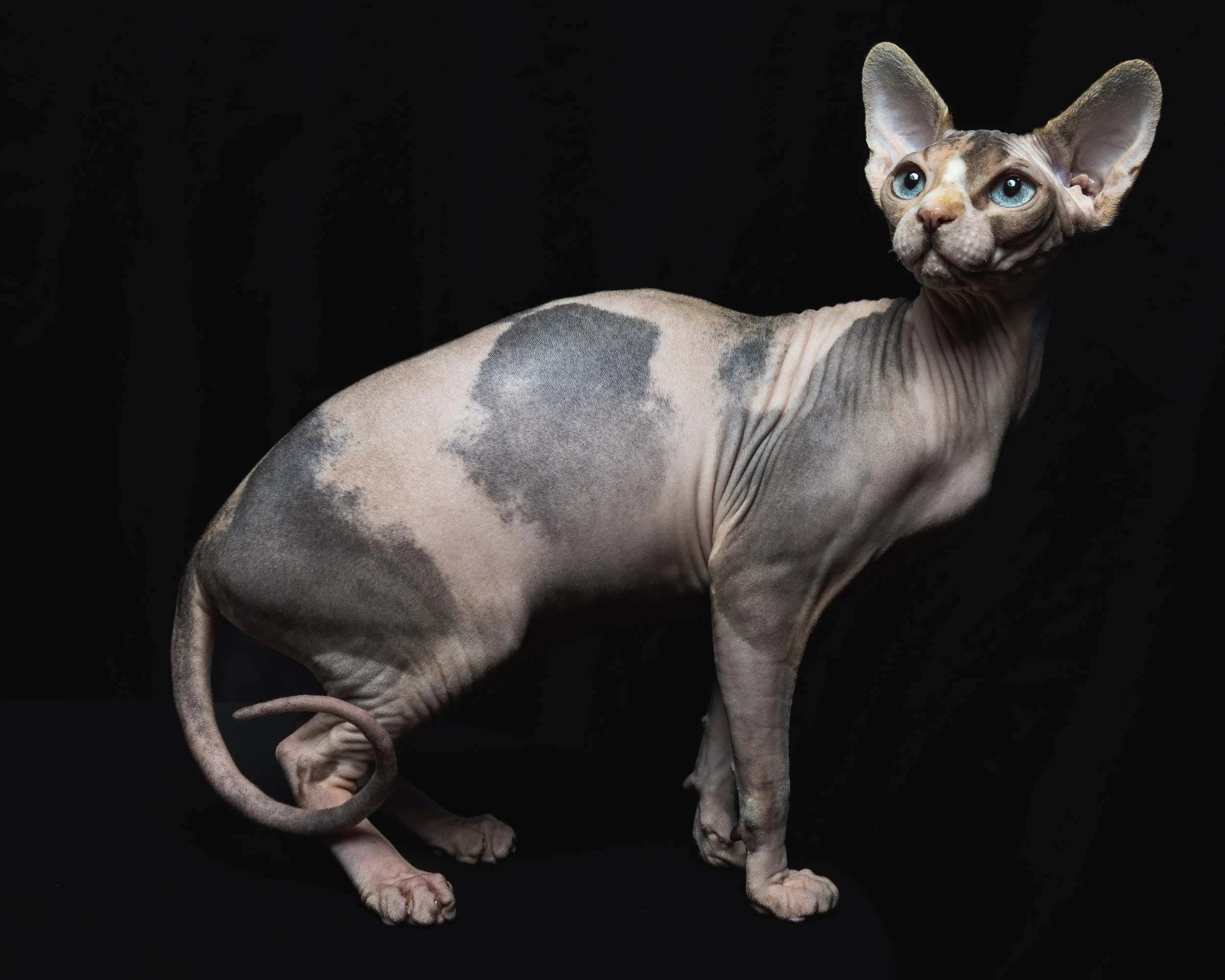 A Sphynx cat with large ears, blue eyes, and hairless, wrinkled skin, standing against a black background.
