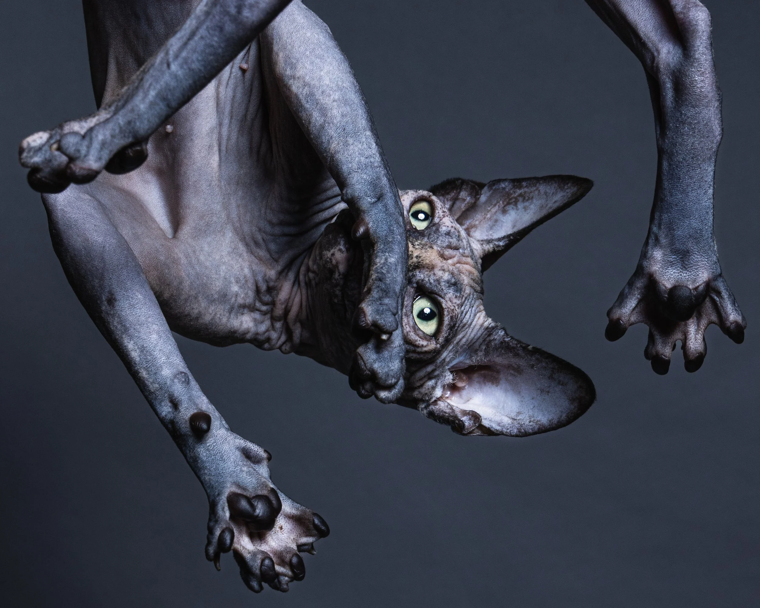 A close-up of a Sphynx cat hanging upside down against a dark background, looking directly at the camera with wide, green eyes.