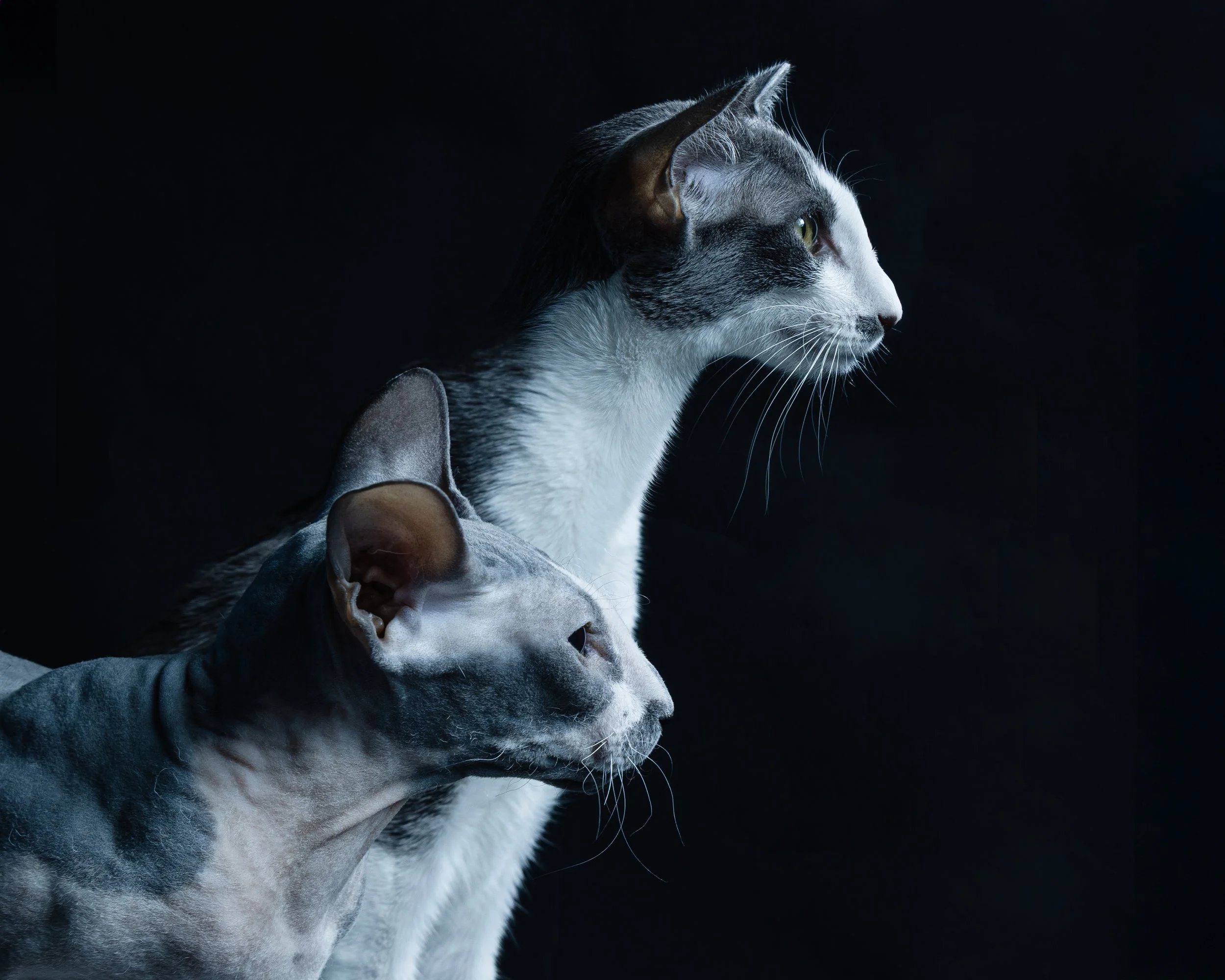 Two cats, one with gray and black fur and the other with black, white, and gray fur, looking to the right against a dark background.