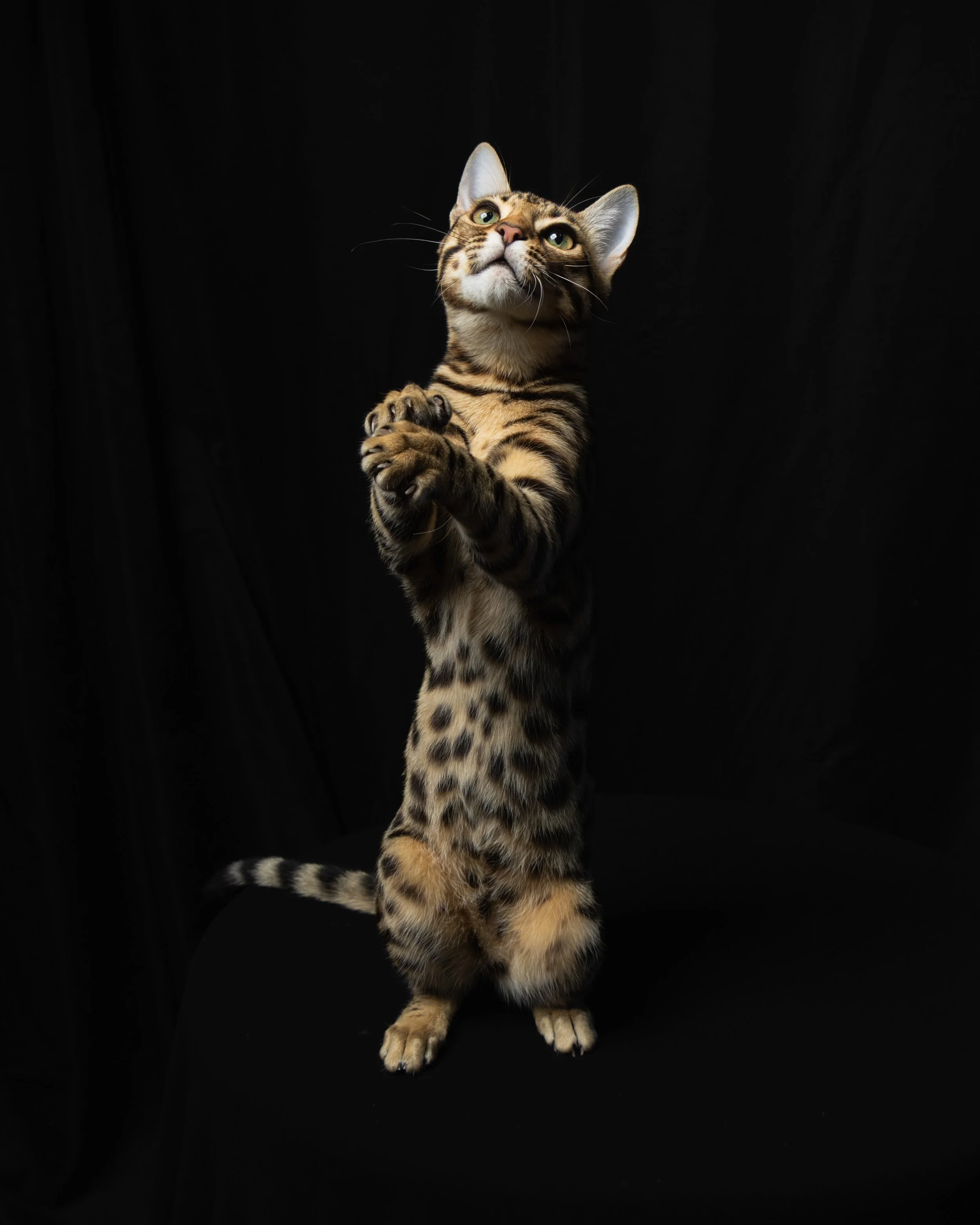 A Bengal cat standing on its hind legs with paws together against a black background.