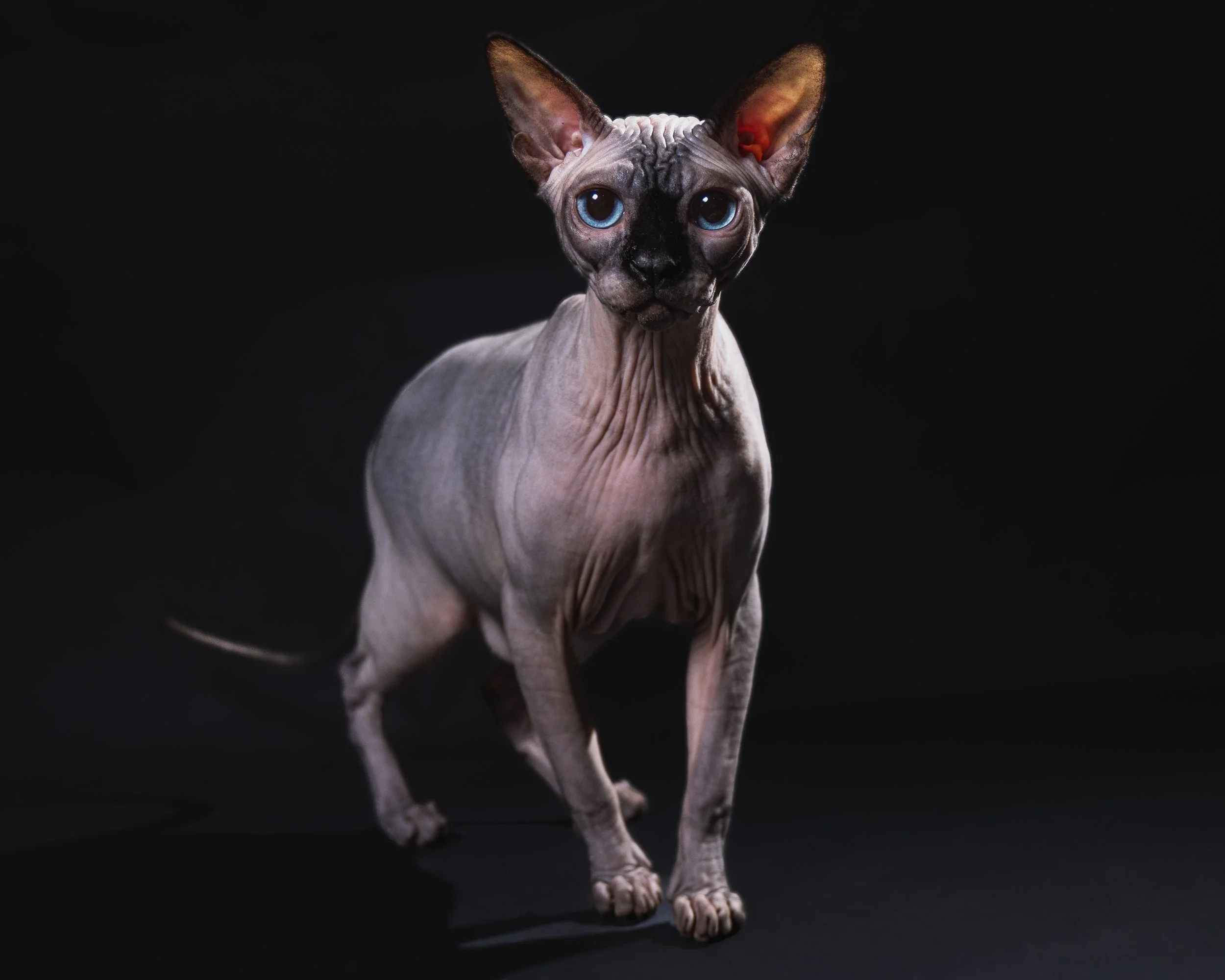A Sphynx cat with large ears, blue eyes, and hairless, wrinkled skin, standing on a black background.