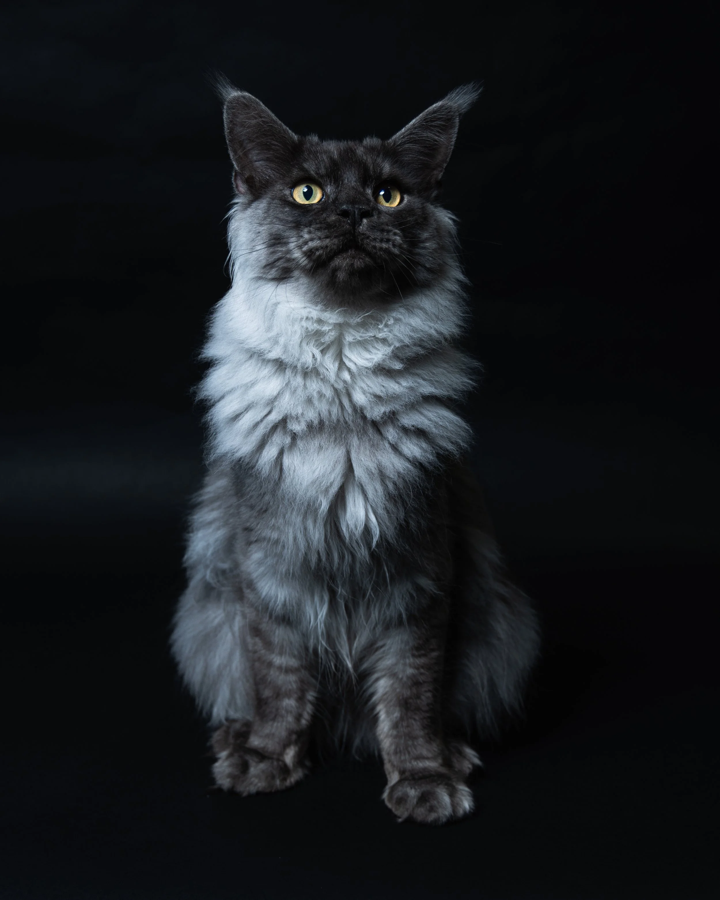 A long-haired black and gray cat sitting against a dark background, looking upward.