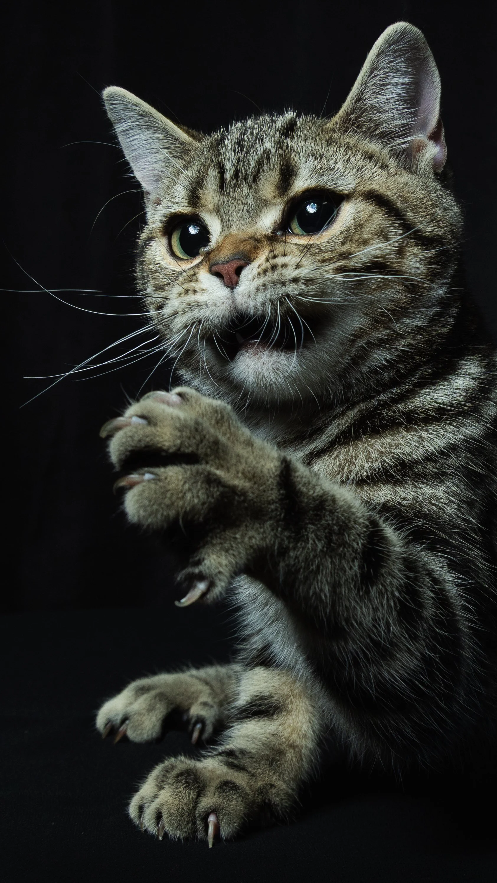 Close-up of a tabby cat with big green eyes, licking its paw against a black background.