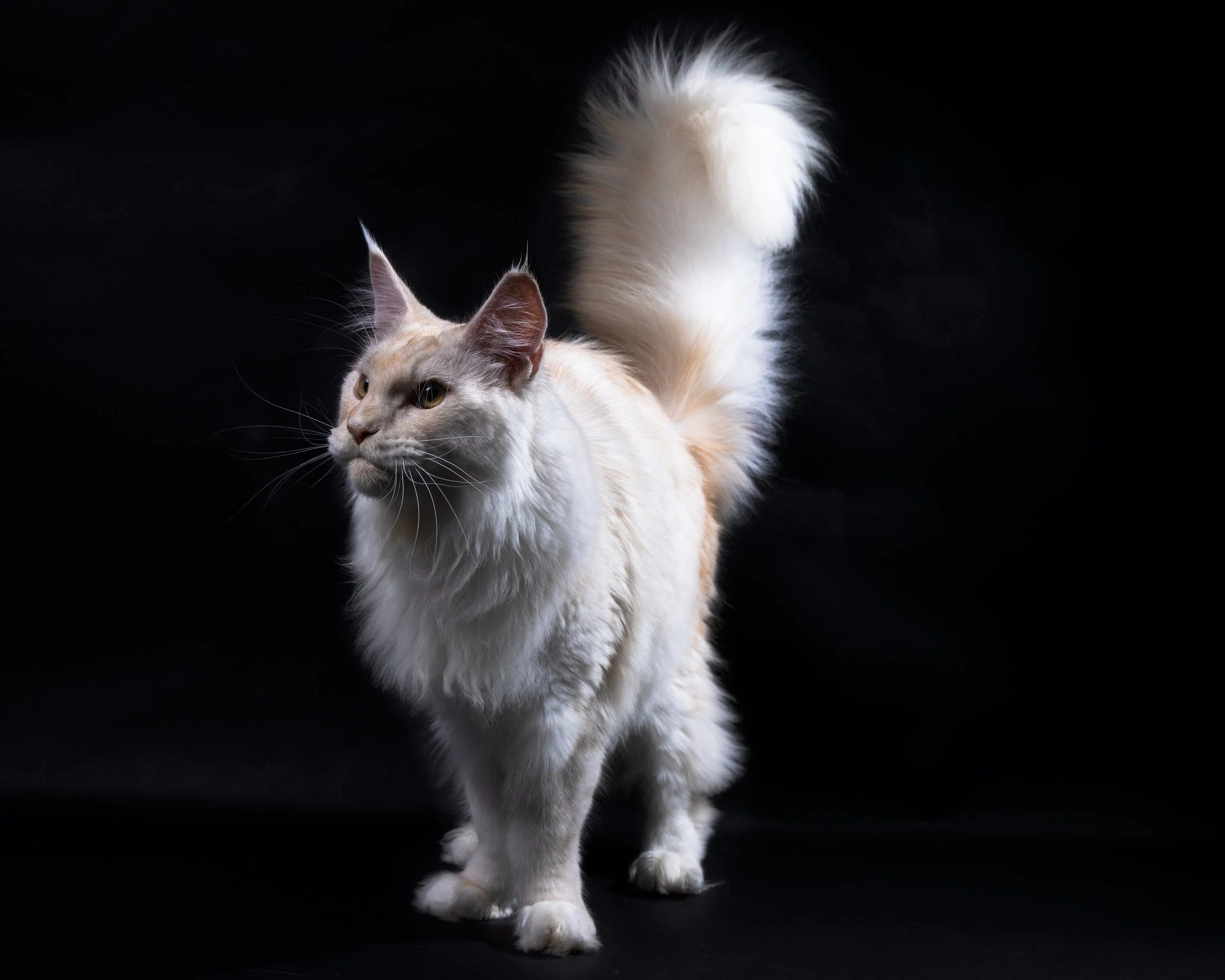 A long-haired white and cream-colored cat with yellow eyes standing against a black background.