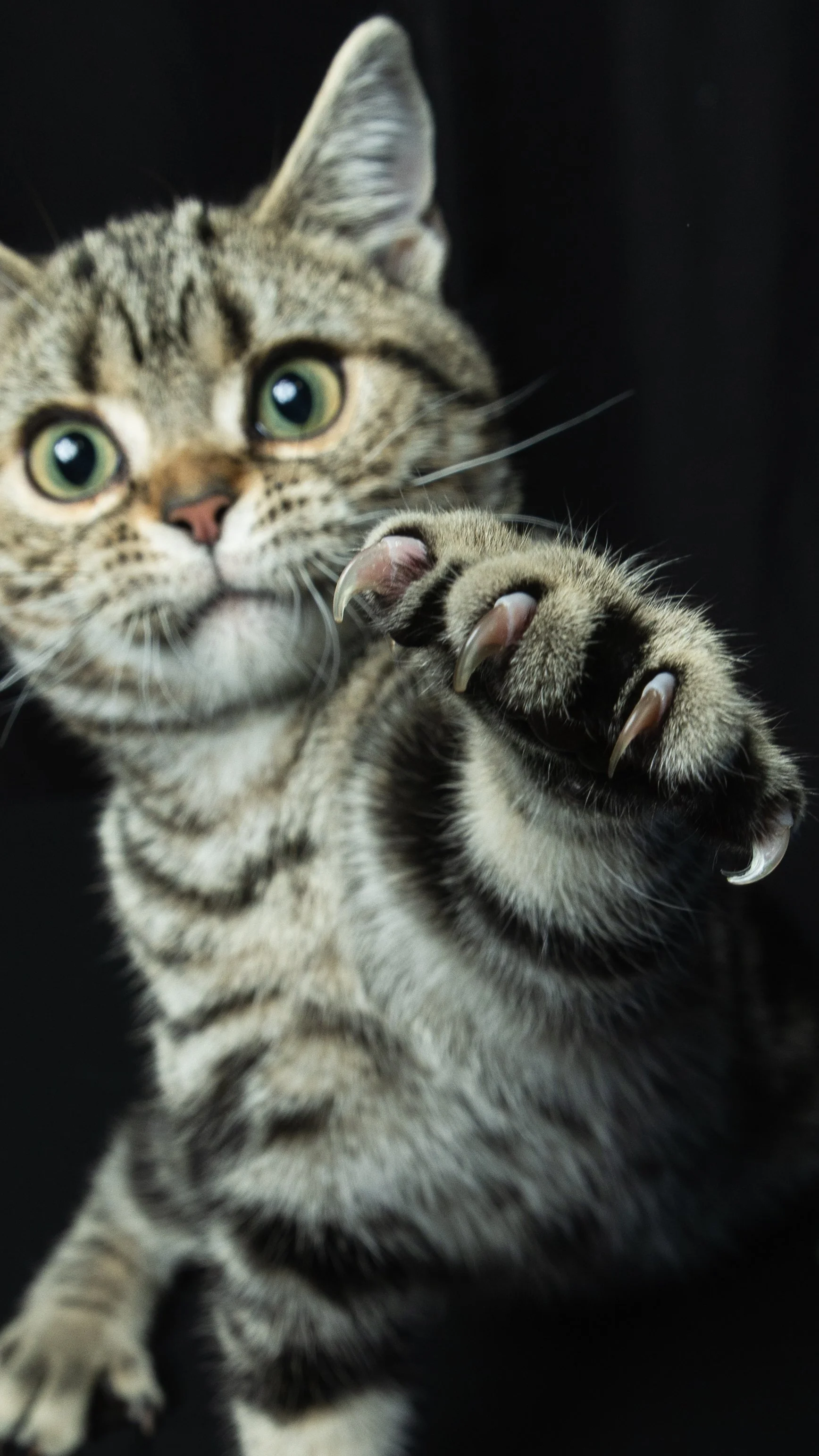 Close-up of a tabby cat with green eyes reaching forward with its paw, showing claws.