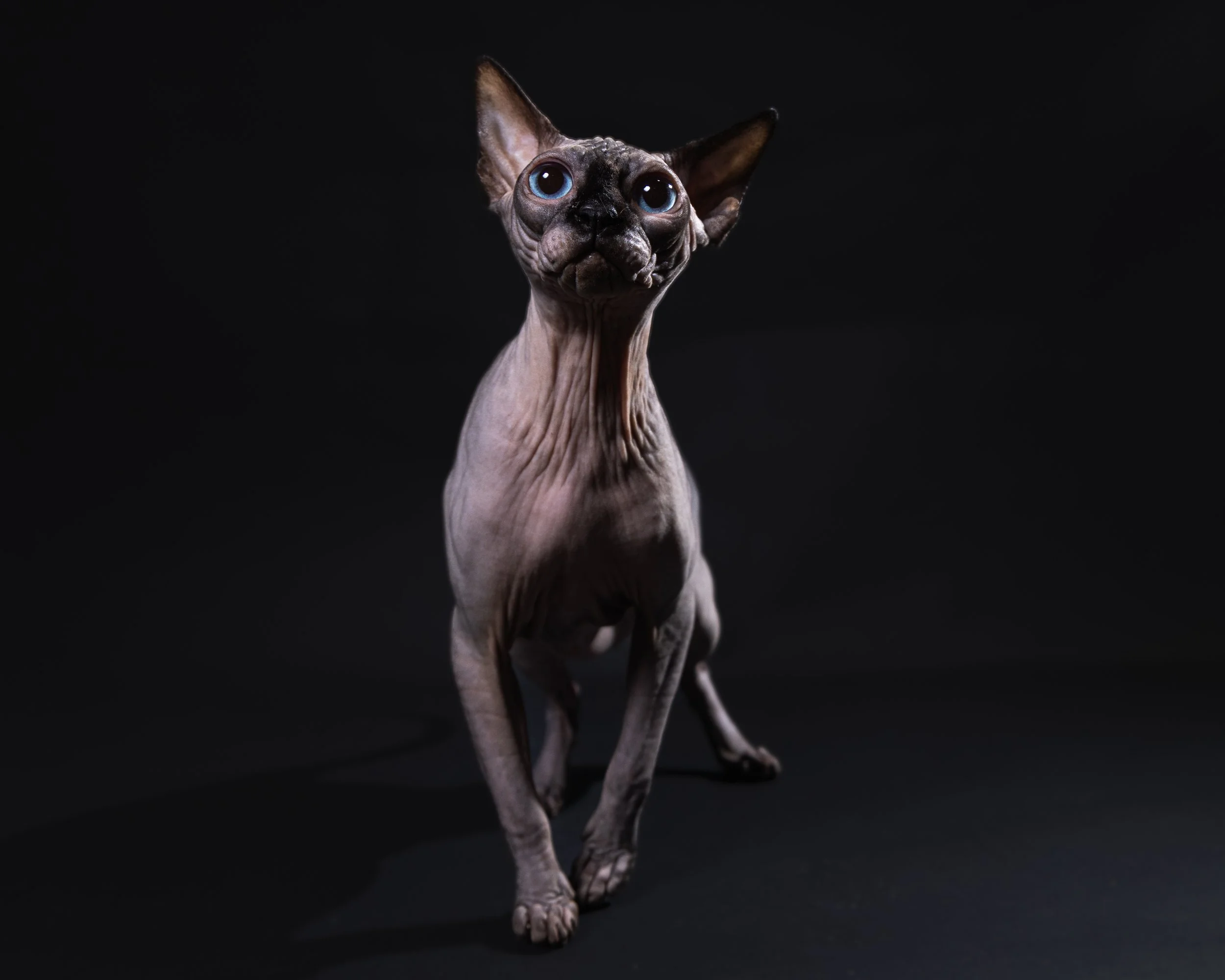 A Sphynx cat with large blue eyes sitting on a black background.