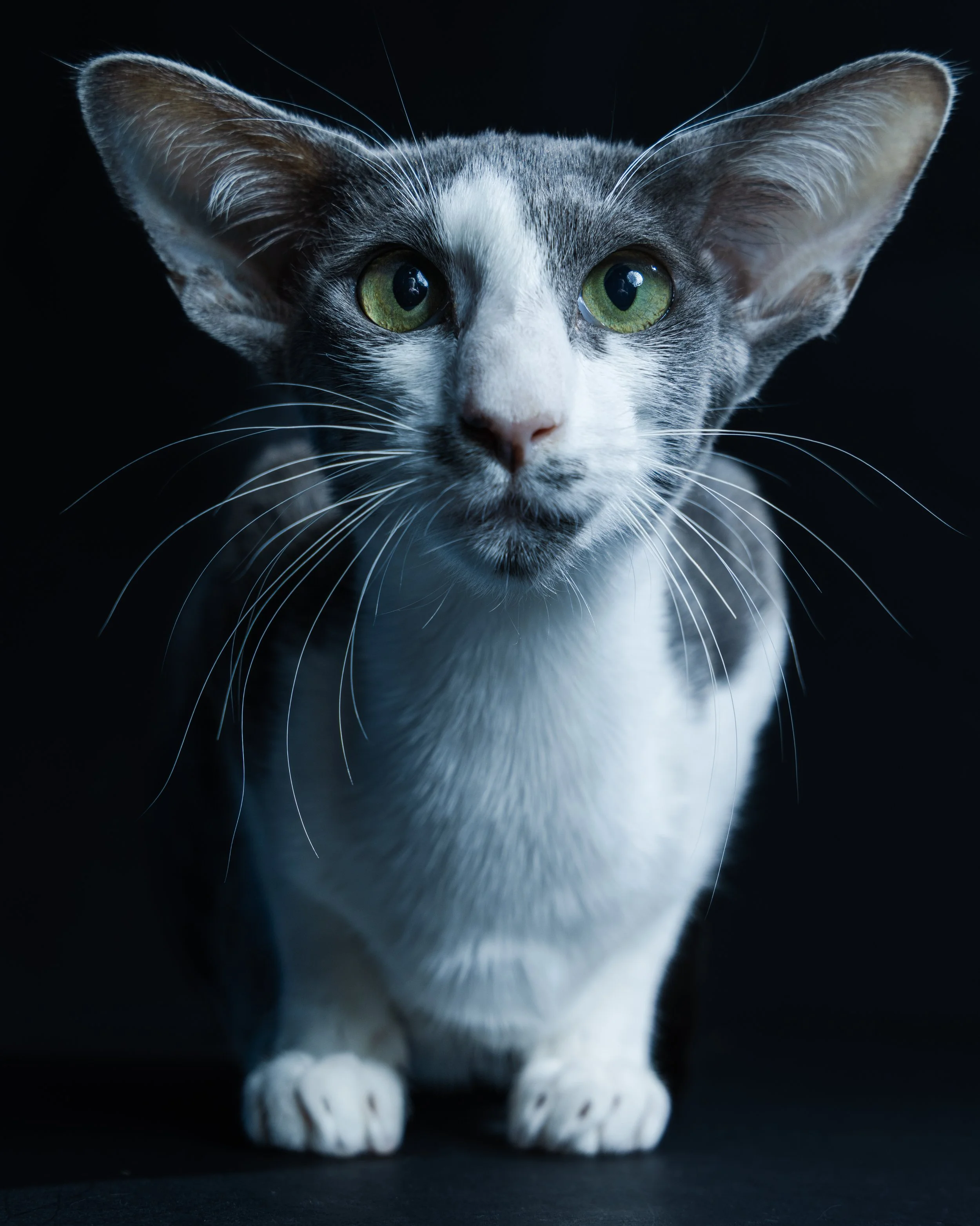 Close-up of a grey and white cat with green eyes, sitting on a dark surface against a dark background.