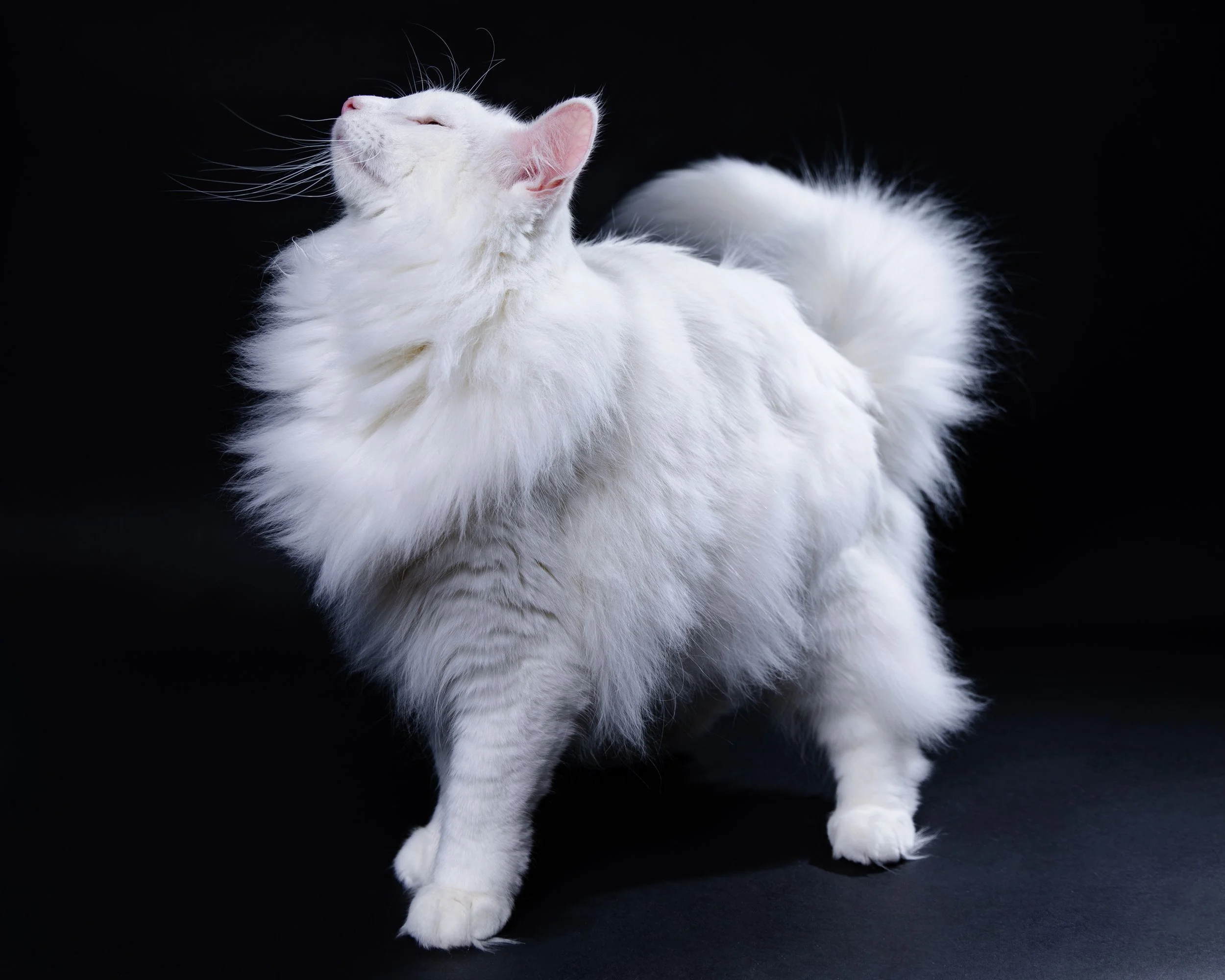 A fluffy white cat with long fur standing against a black background, looking upwards with eyes closed and whiskers prominent.