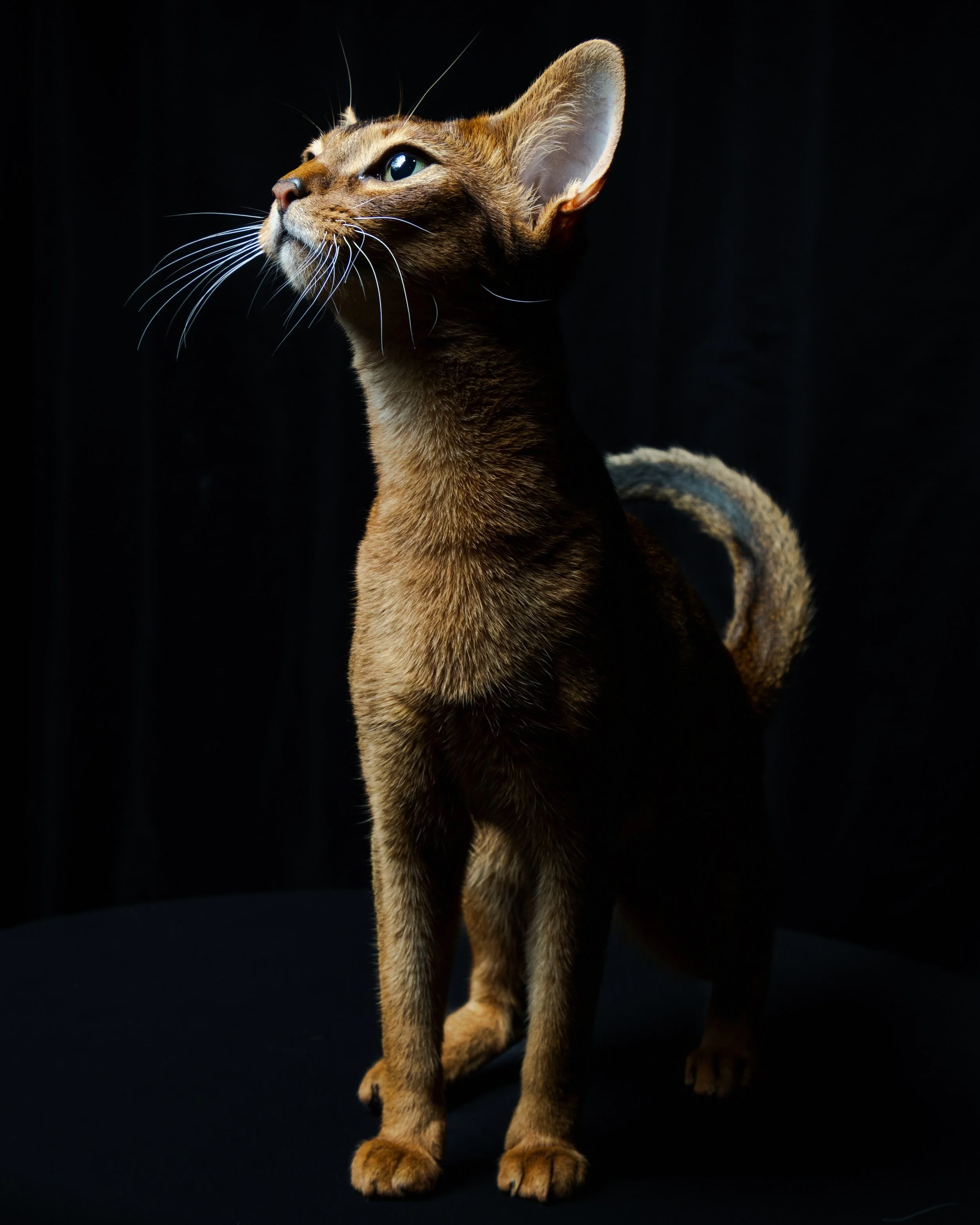 A sleek brown cat with striking green eyes looking upward, set against a dark background.