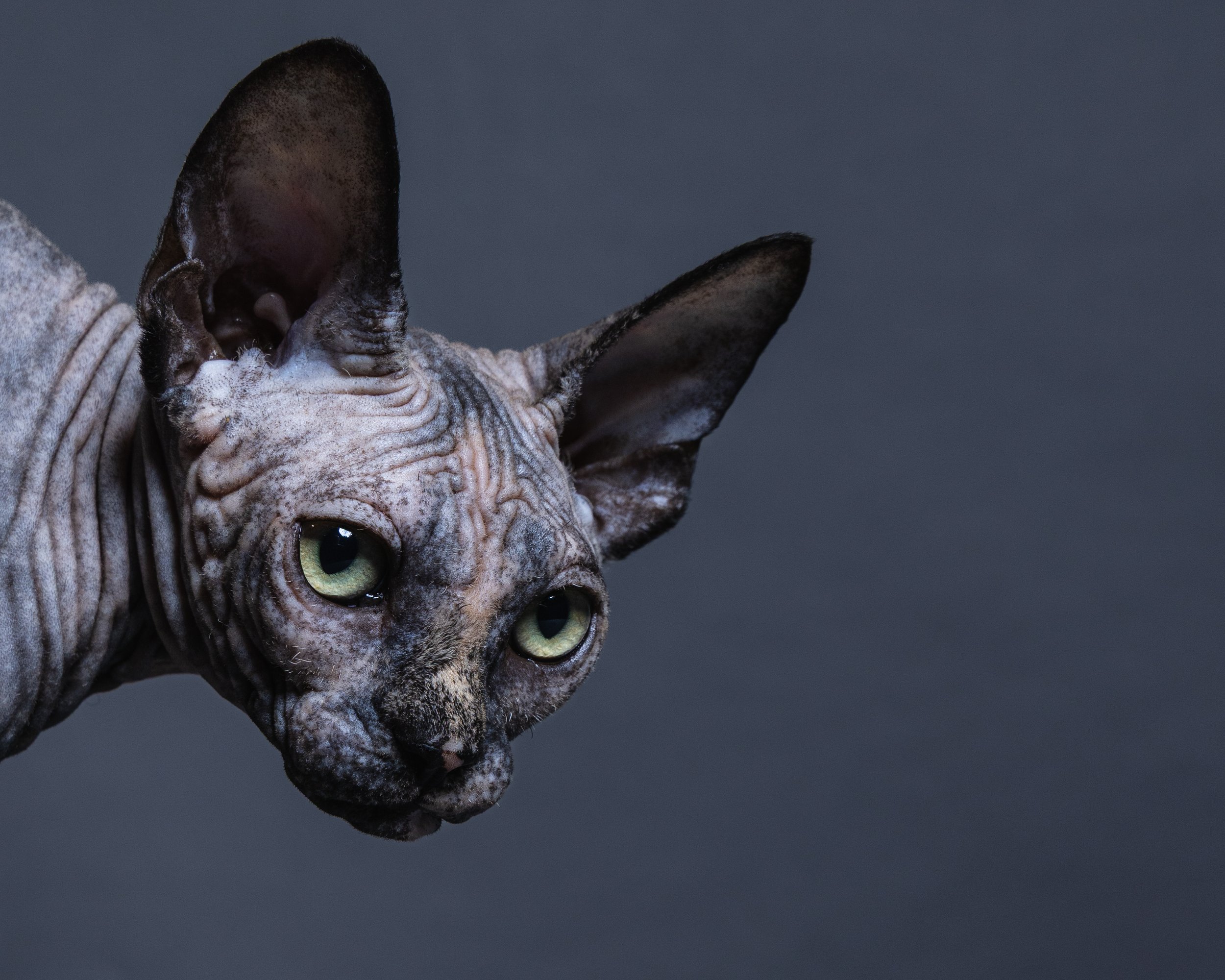 Close-up of a hairless cat with large ears and green eyes. The cat has a wrinkled face and a grayish skin tone, with a dark background.