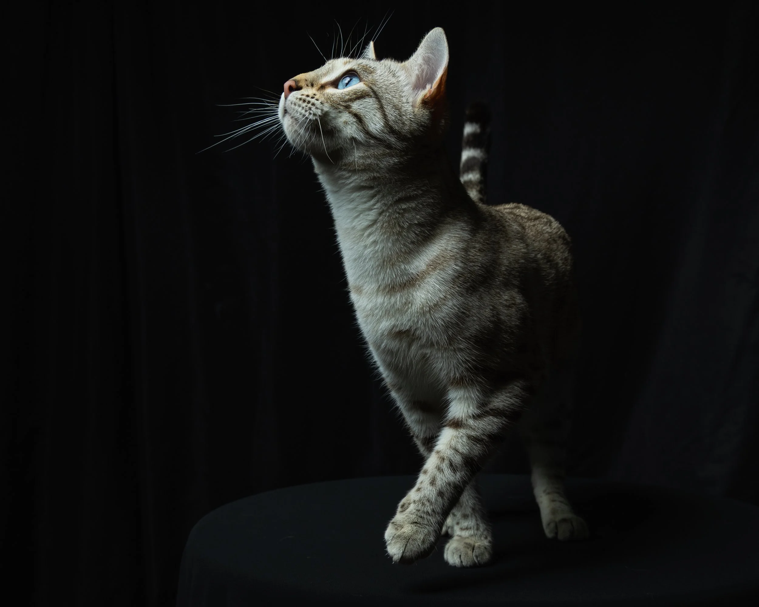 A domestic short-haired tabby cat with blue eyes standing on a black surface against a black background, looking upward.