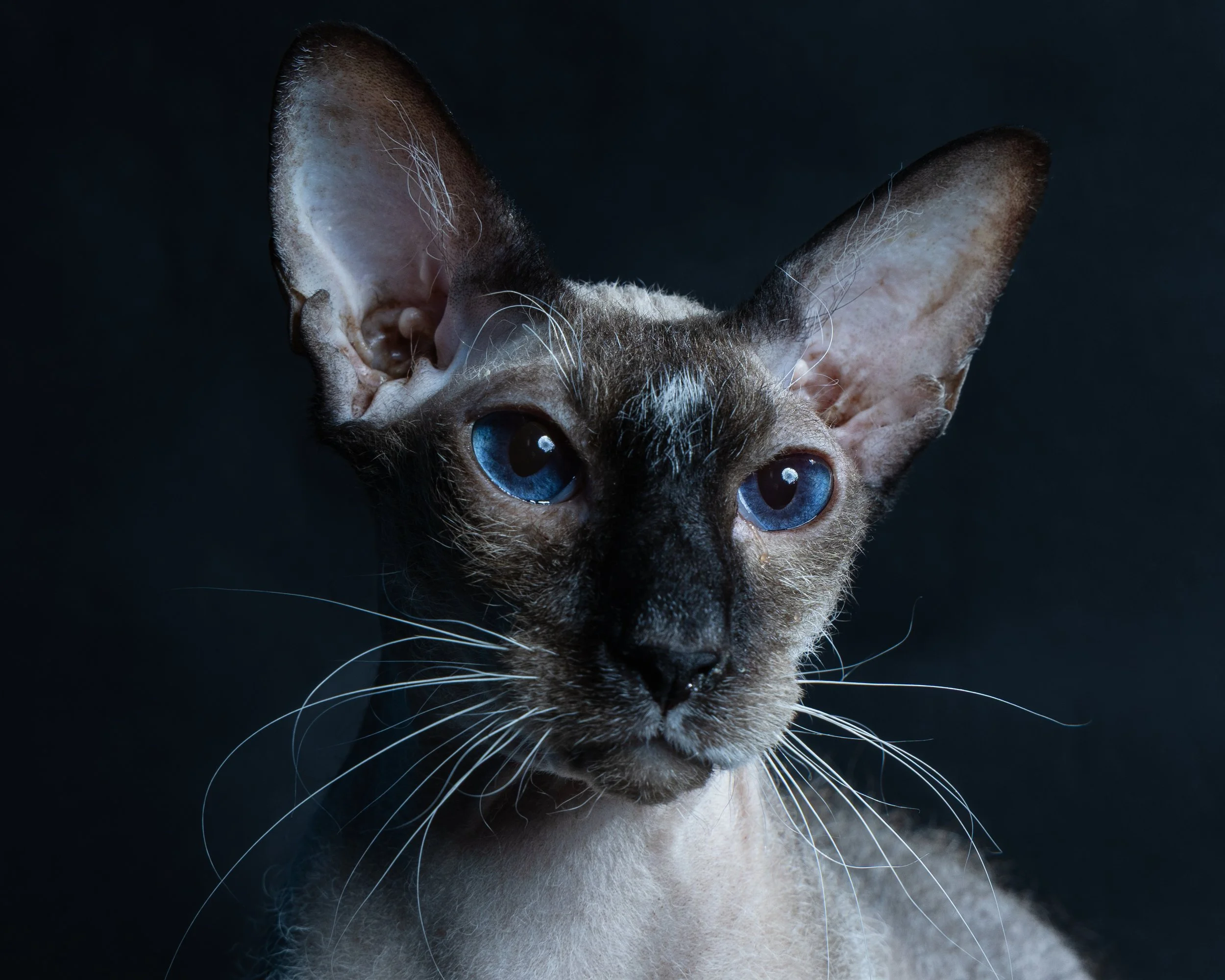 Close-up of a Siamese cat with striking blue eyes and large ears against a dark background.