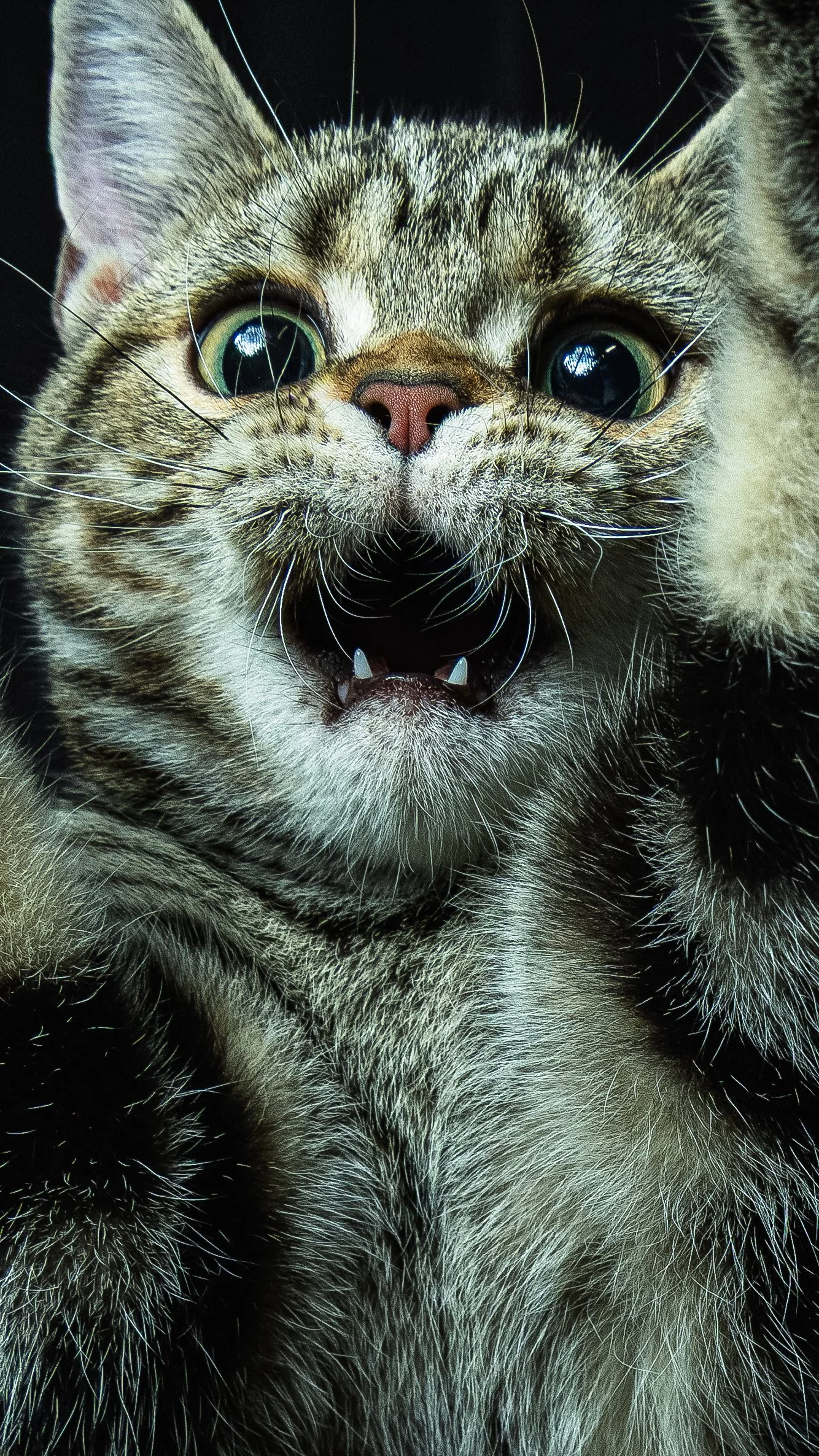 Close-up of a tabby kitten with wide green eyes and sharp teeth showing, against a dark background.