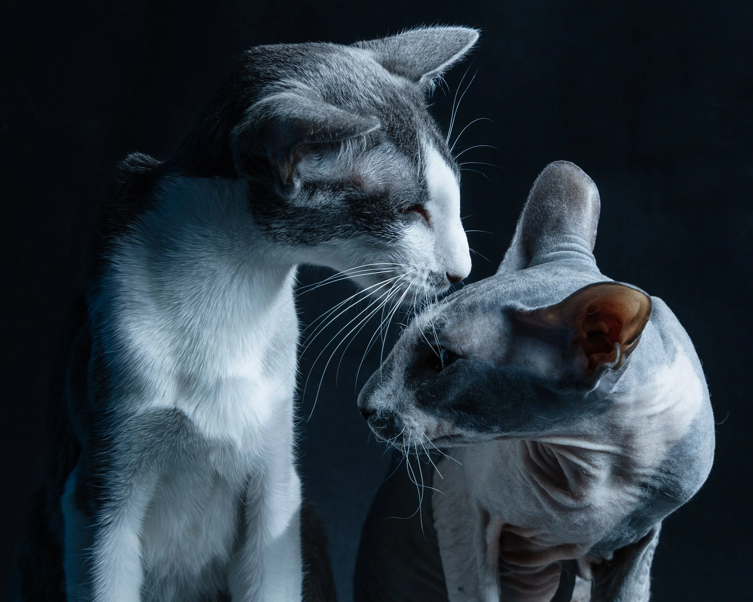 A gray and white cat touching noses with a gray Sphynx cat against a dark background.