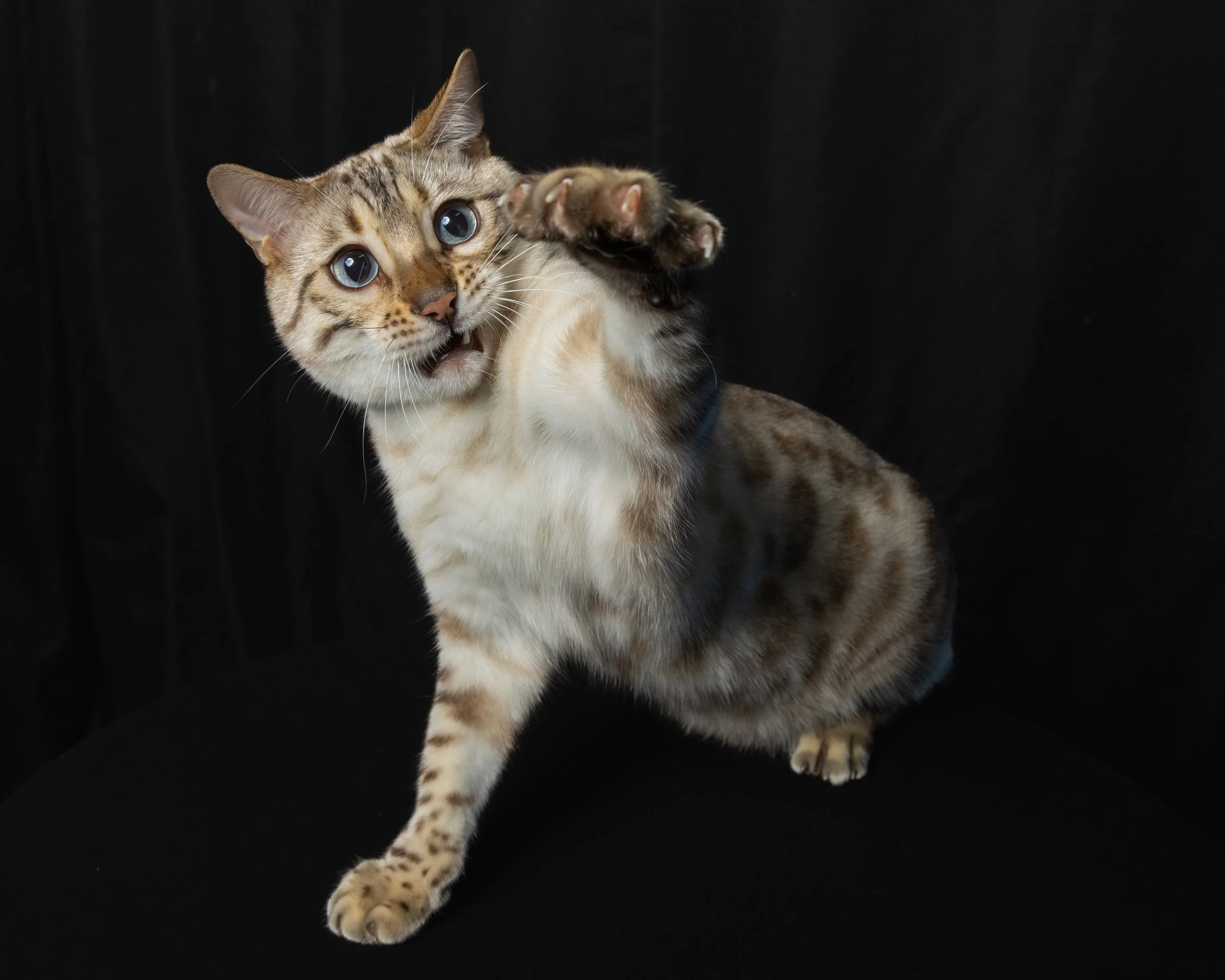 A Bengal cat with blue eyes and a spotted coat reaching out with a paw.