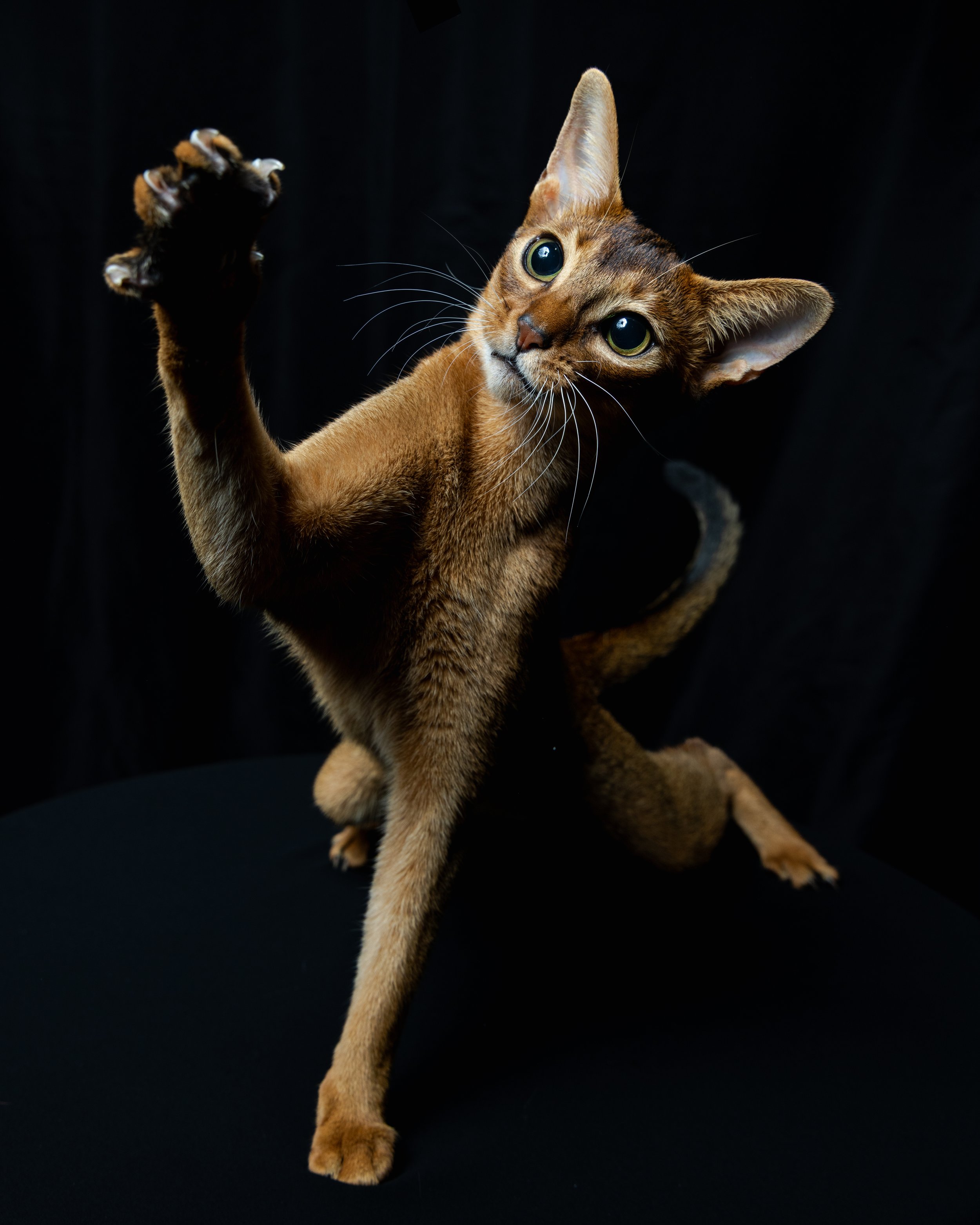 A sleek, brown Abyssinian cat with large green eyes, reaching upward with one paw against a black background.