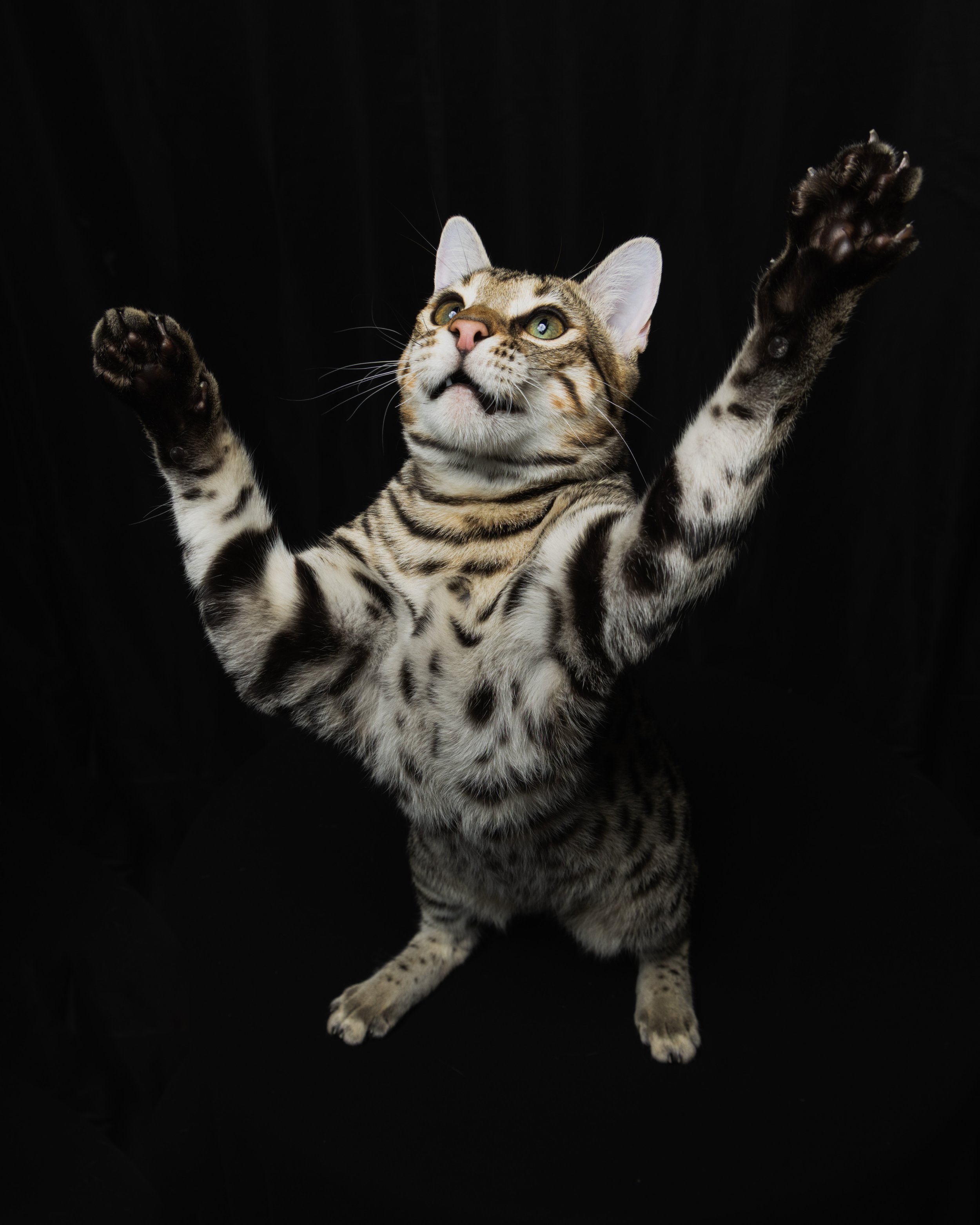A Bengal cat stretching upward with both front paws raised against a black background.