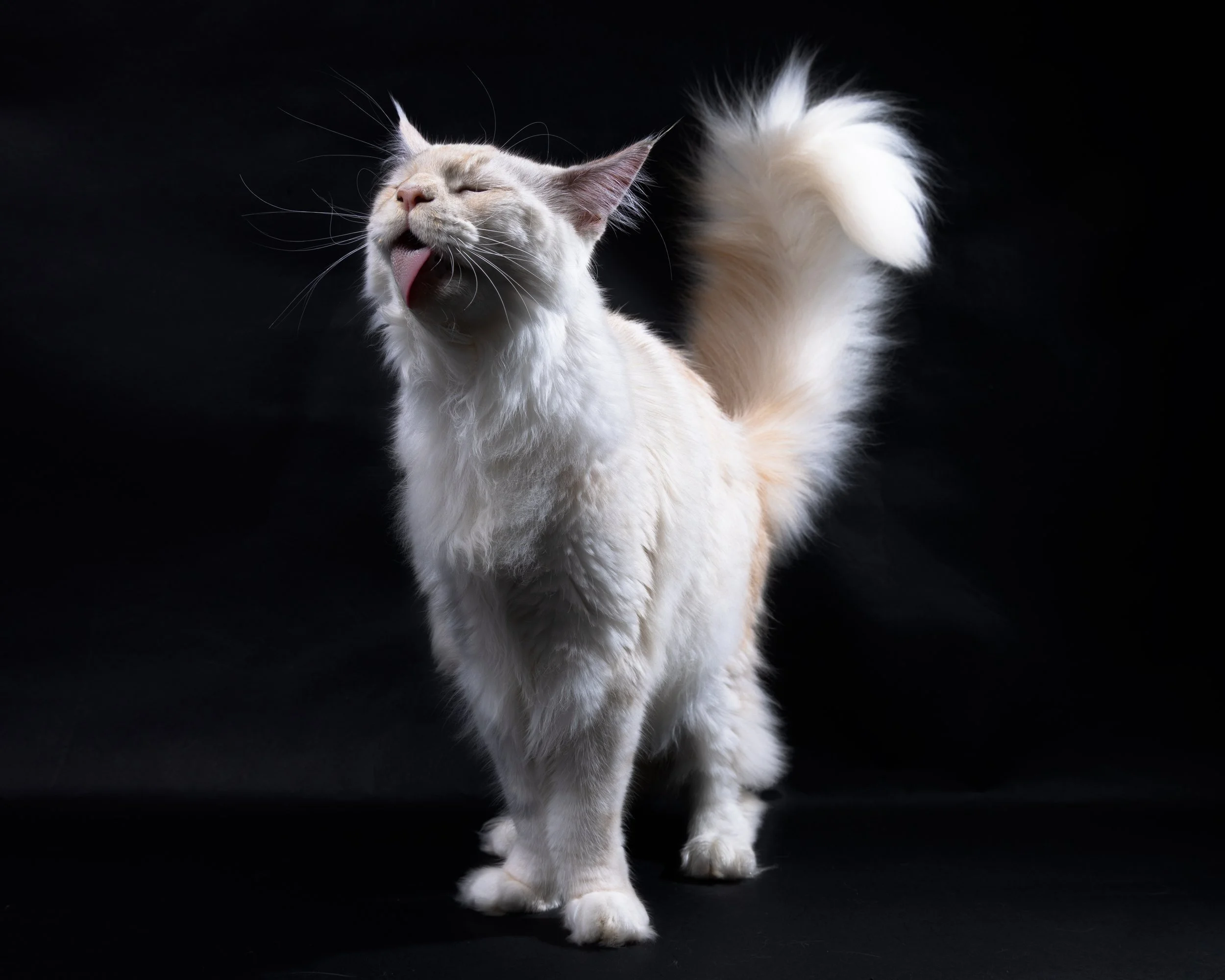 A fluffy white cat with light brown markings on its face and tail, standing against a black background, with its eyes closed and tongue sticking out as if licking or yawning.