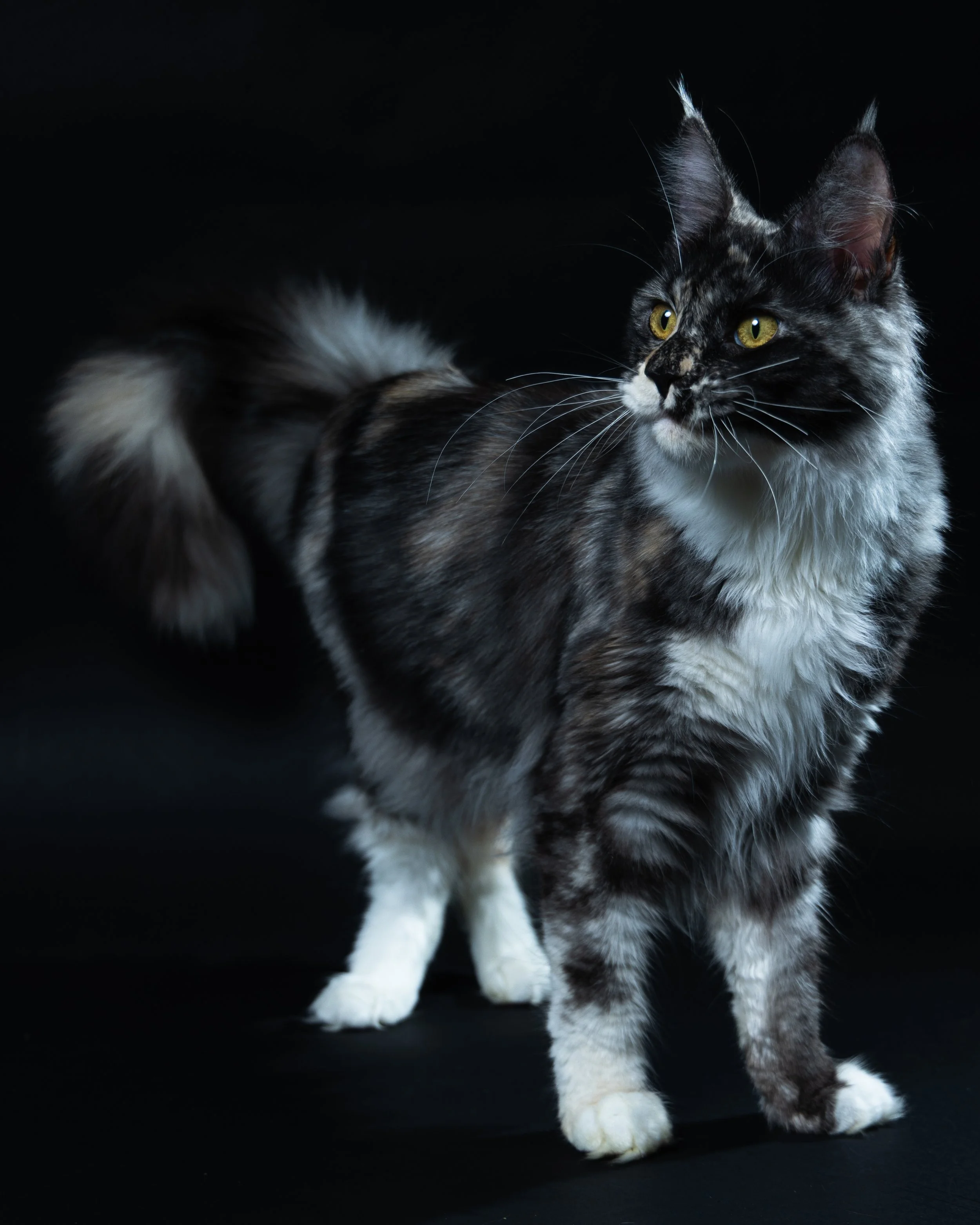 A long-haired, black and white cat standing on a black background, looking to the right.