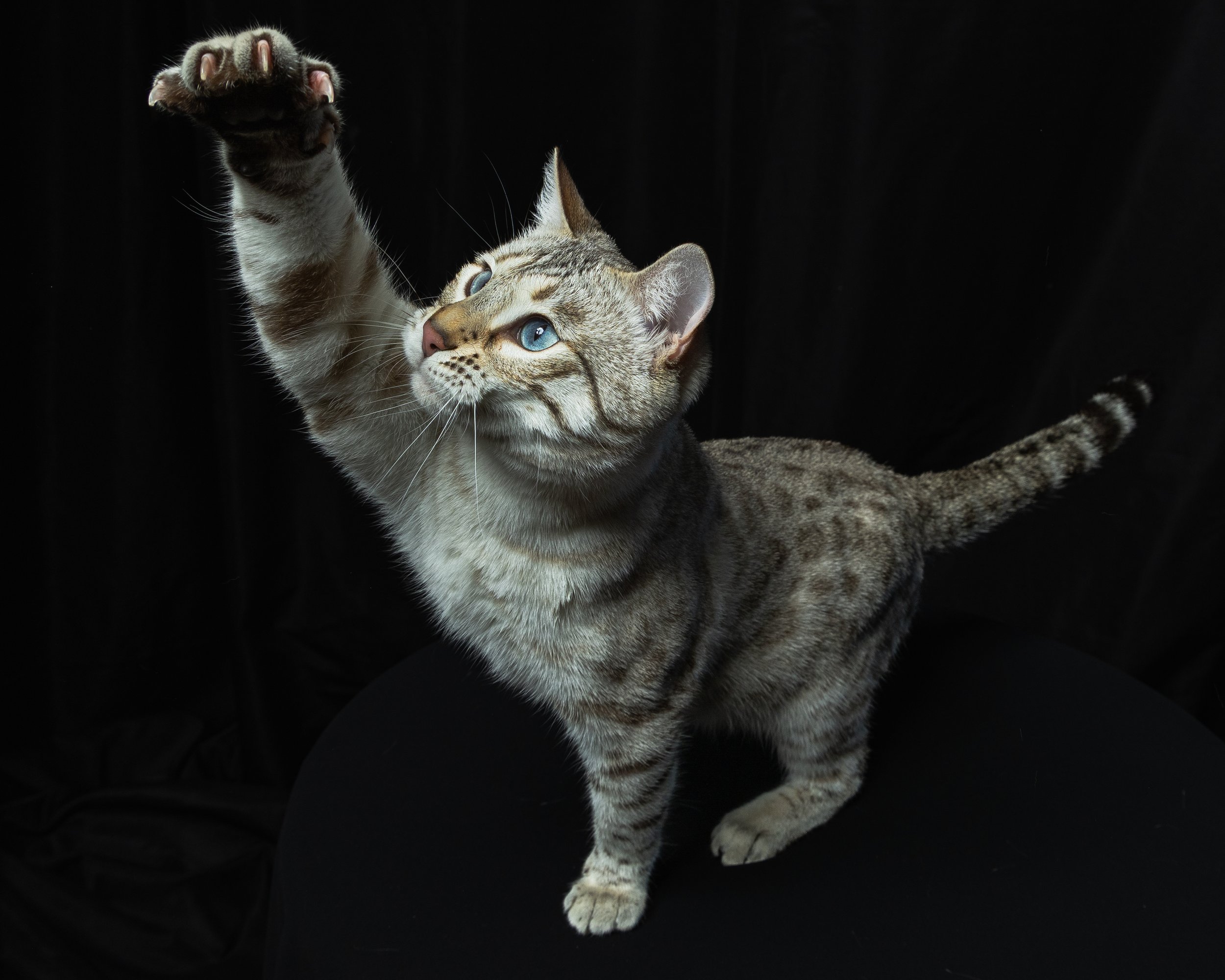 A tabby cat with blue eyes reaching up with its paw against a black background.