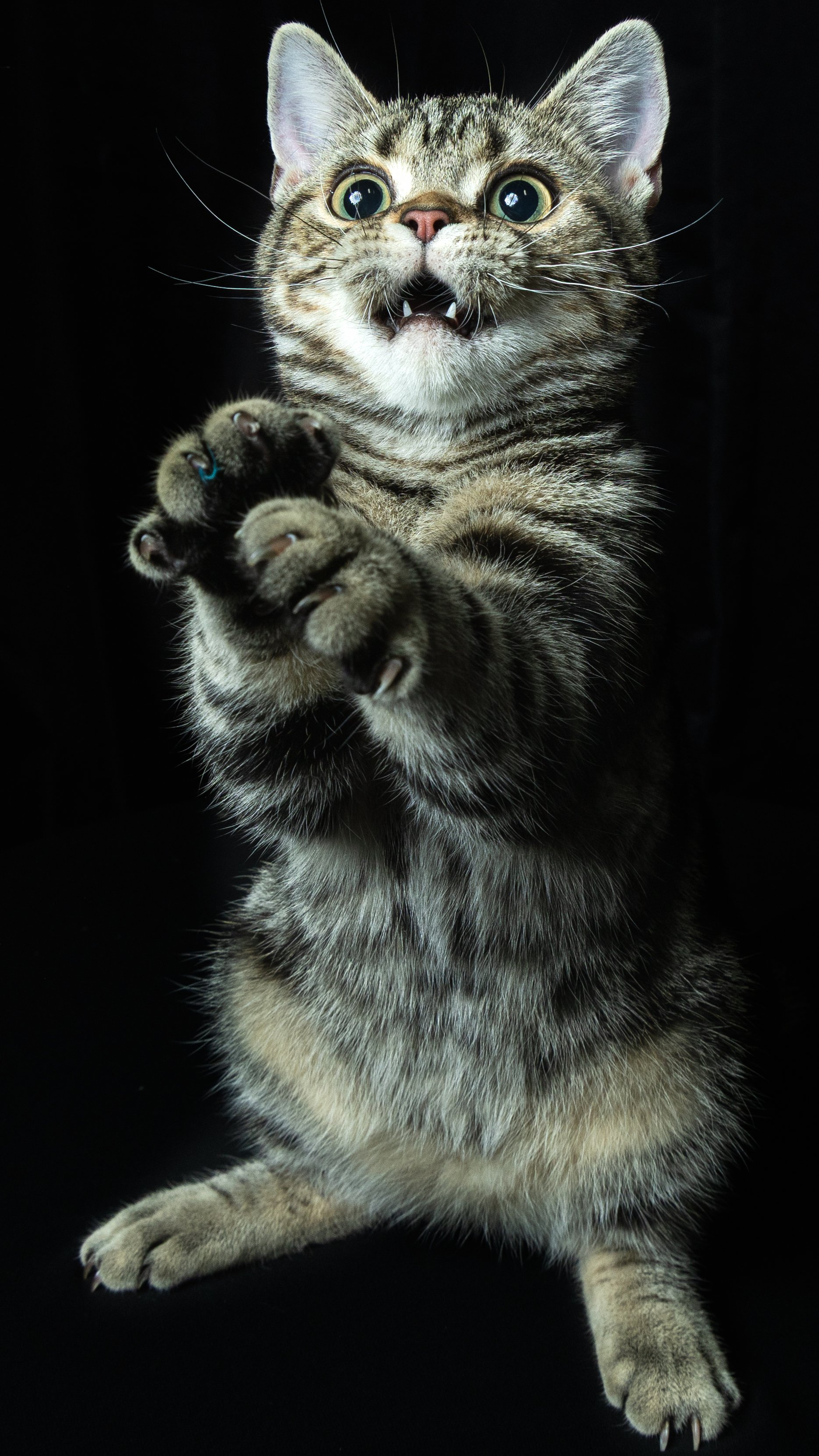 A cat standing on its hind legs with front paws raised, showing claws, face with wide eyes and mouth slightly open, set against a black background.