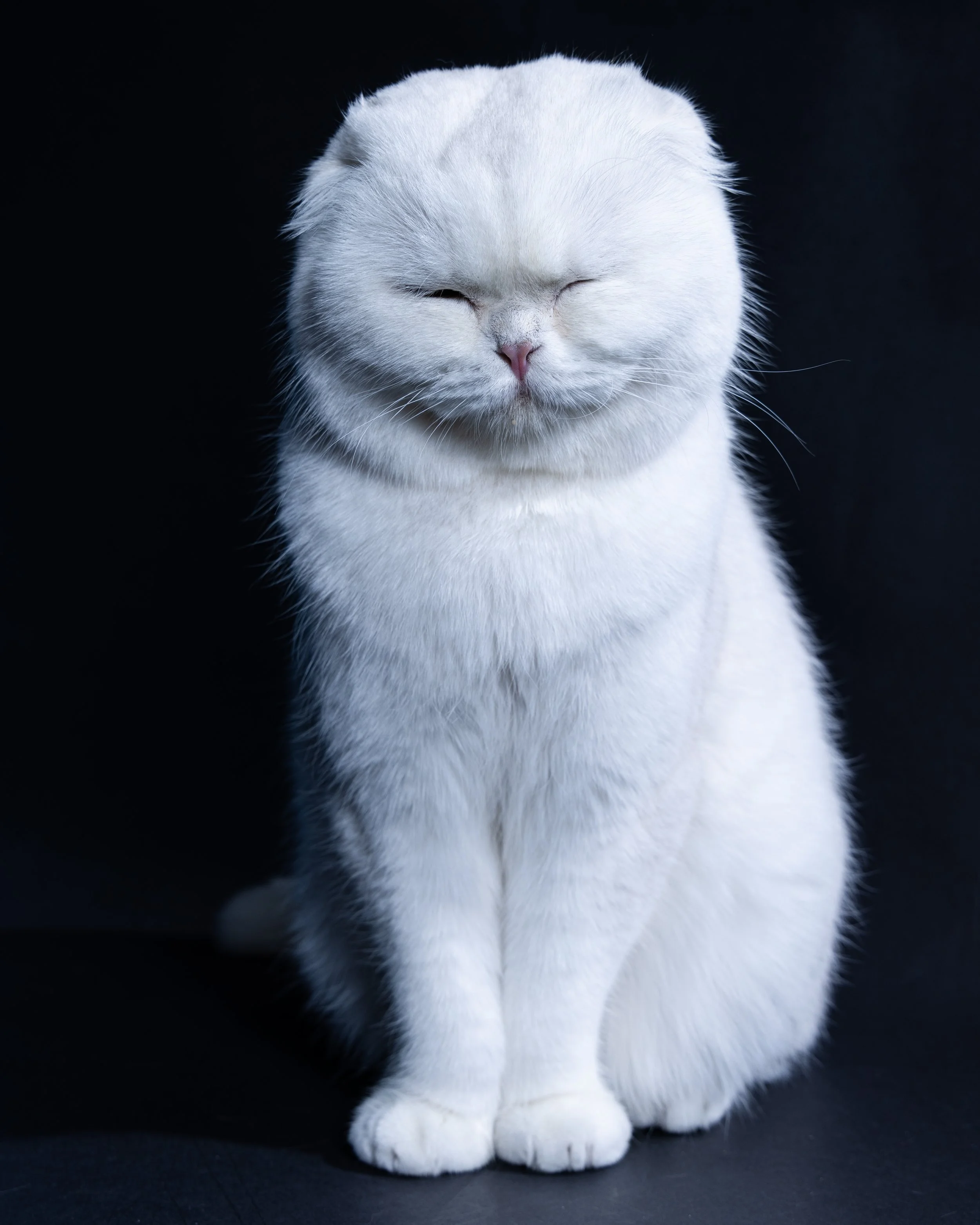 White Scottish fold with closed eyes sitting on a black background.
