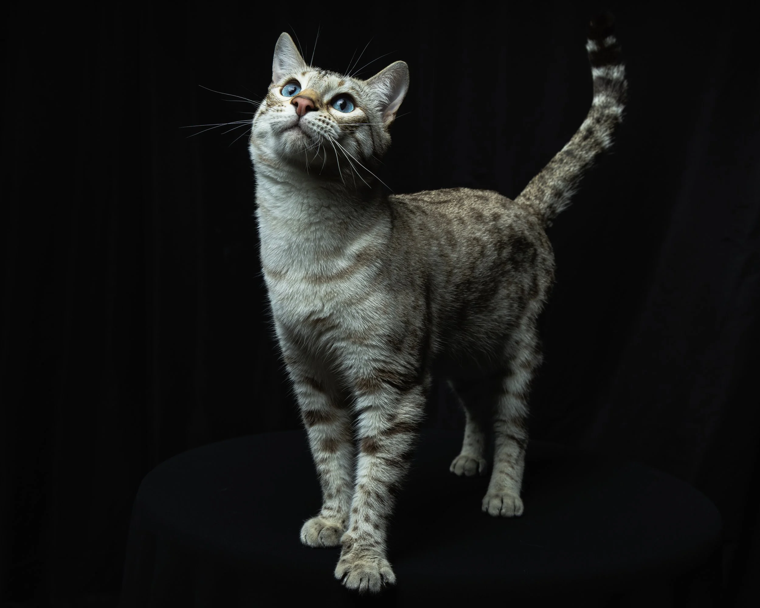 A tabby cat with blue eyes standing on a black surface against a black background, looking upwards.