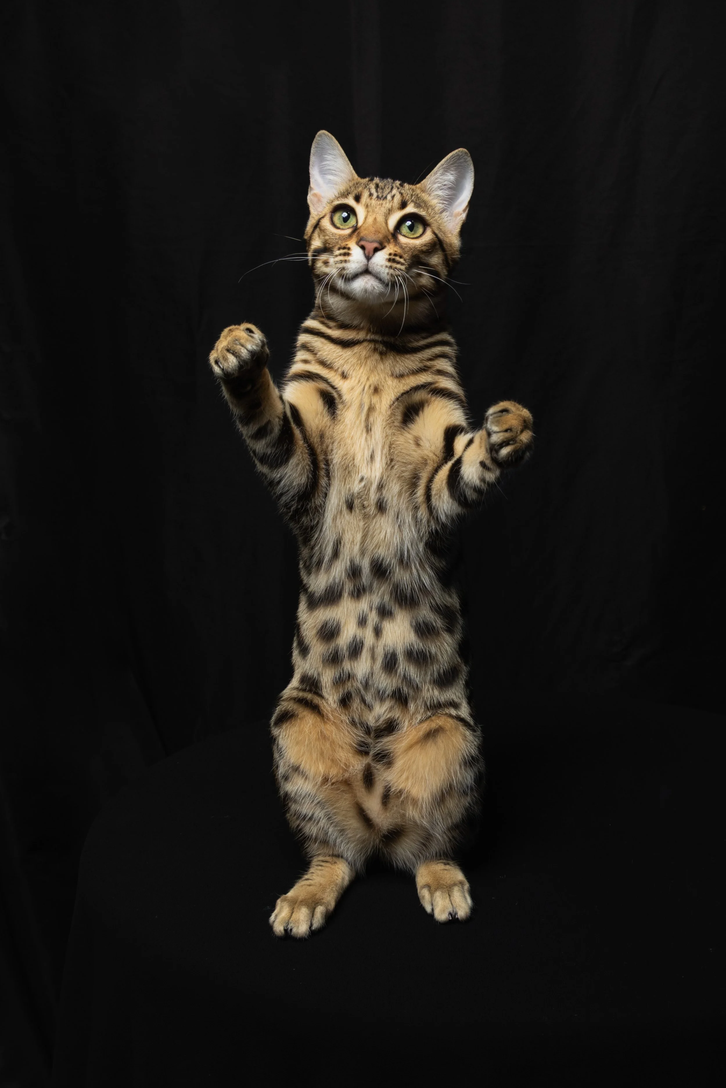 A Bengal cat standing on its hind legs with paws raised, against a black background.