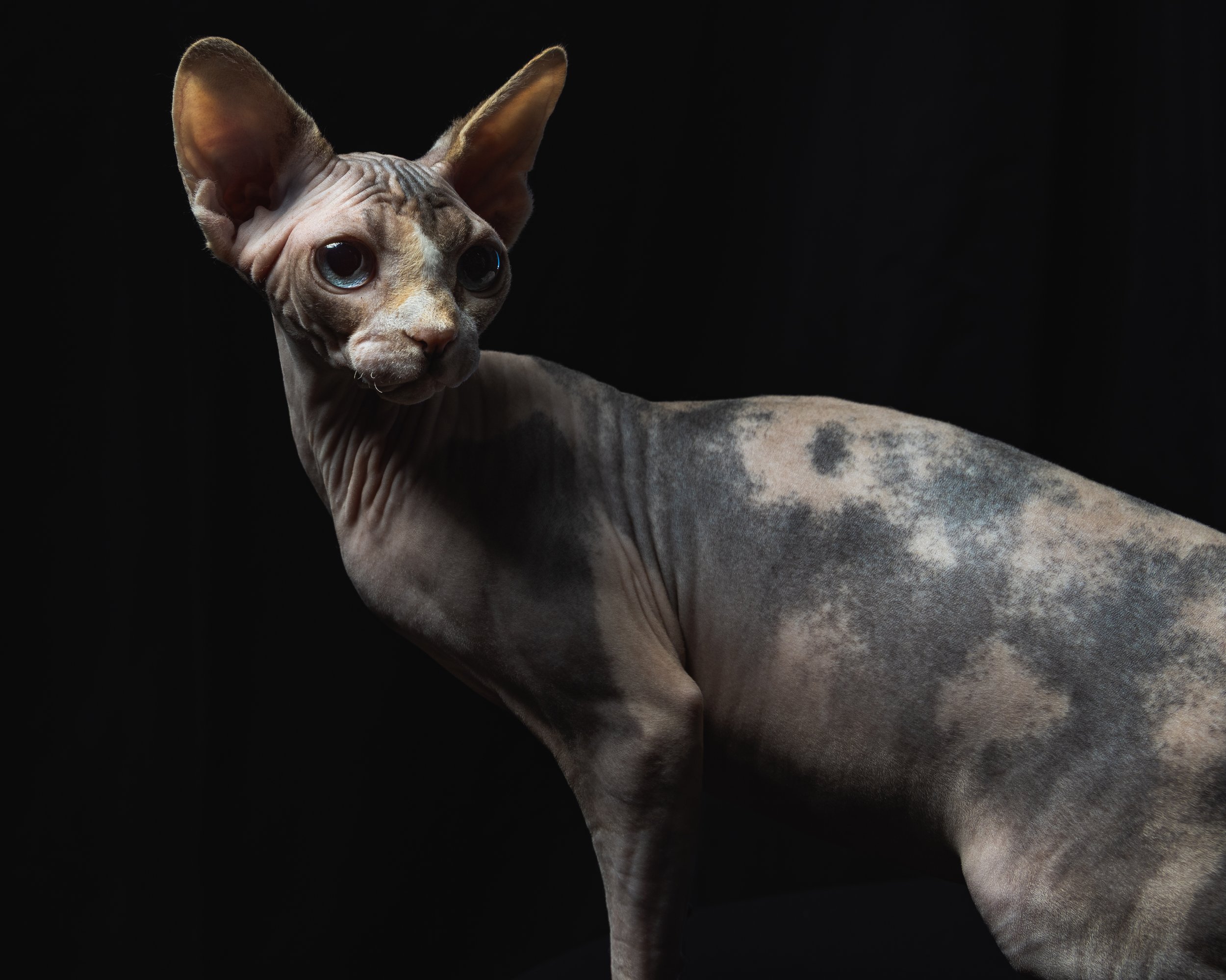 Sphynx cat with large ears and wrinkled skin against a black background.
