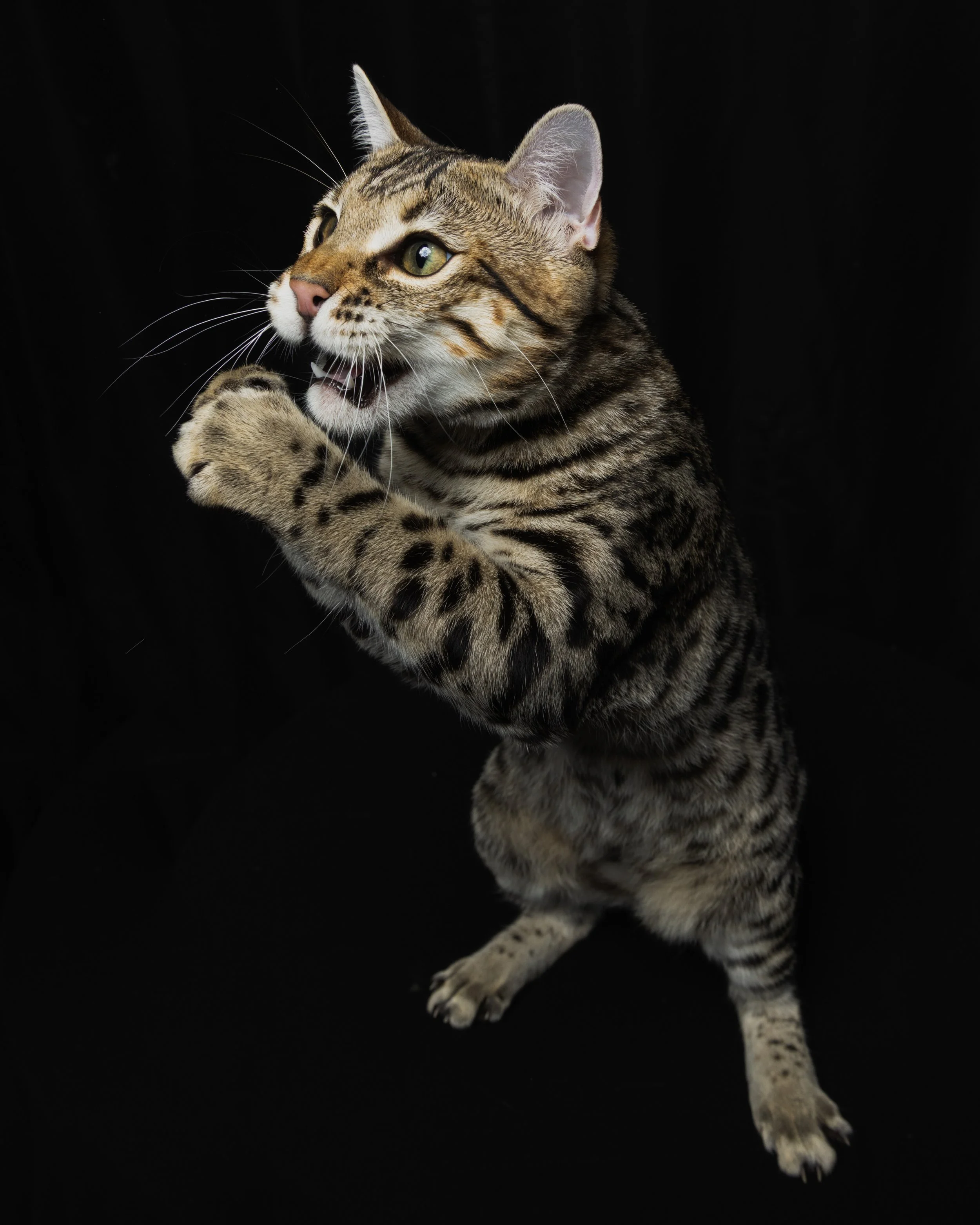 A Domestic Bengal cat with a spotted coat, standing on its hind legs and playfully raising its front paws while looking alert against a black background.
