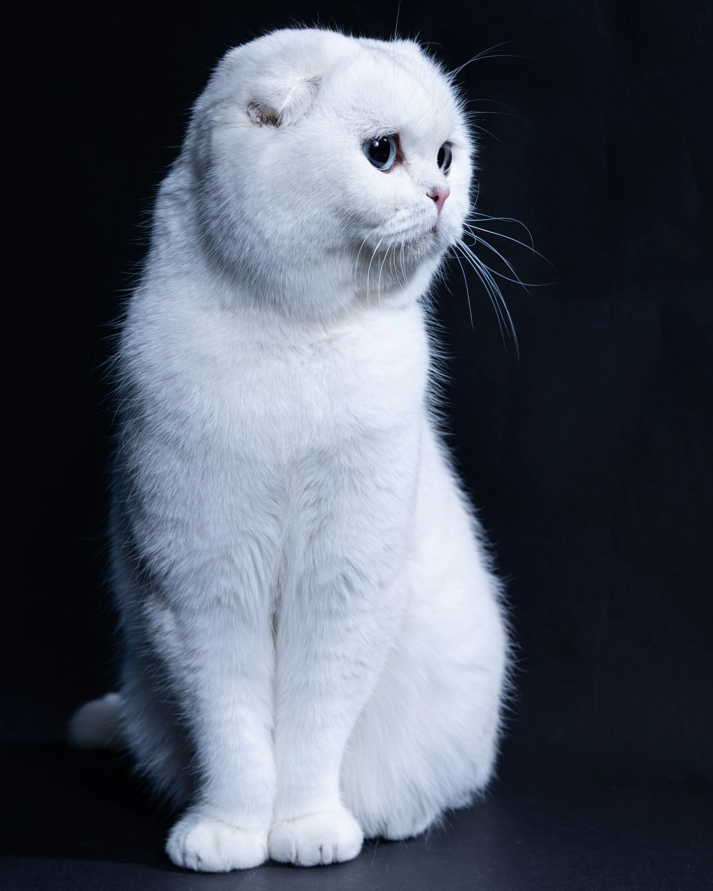 Beautiful White Scottish Fold cat with blue eyes and a small ear flap, sitting against a dark background.