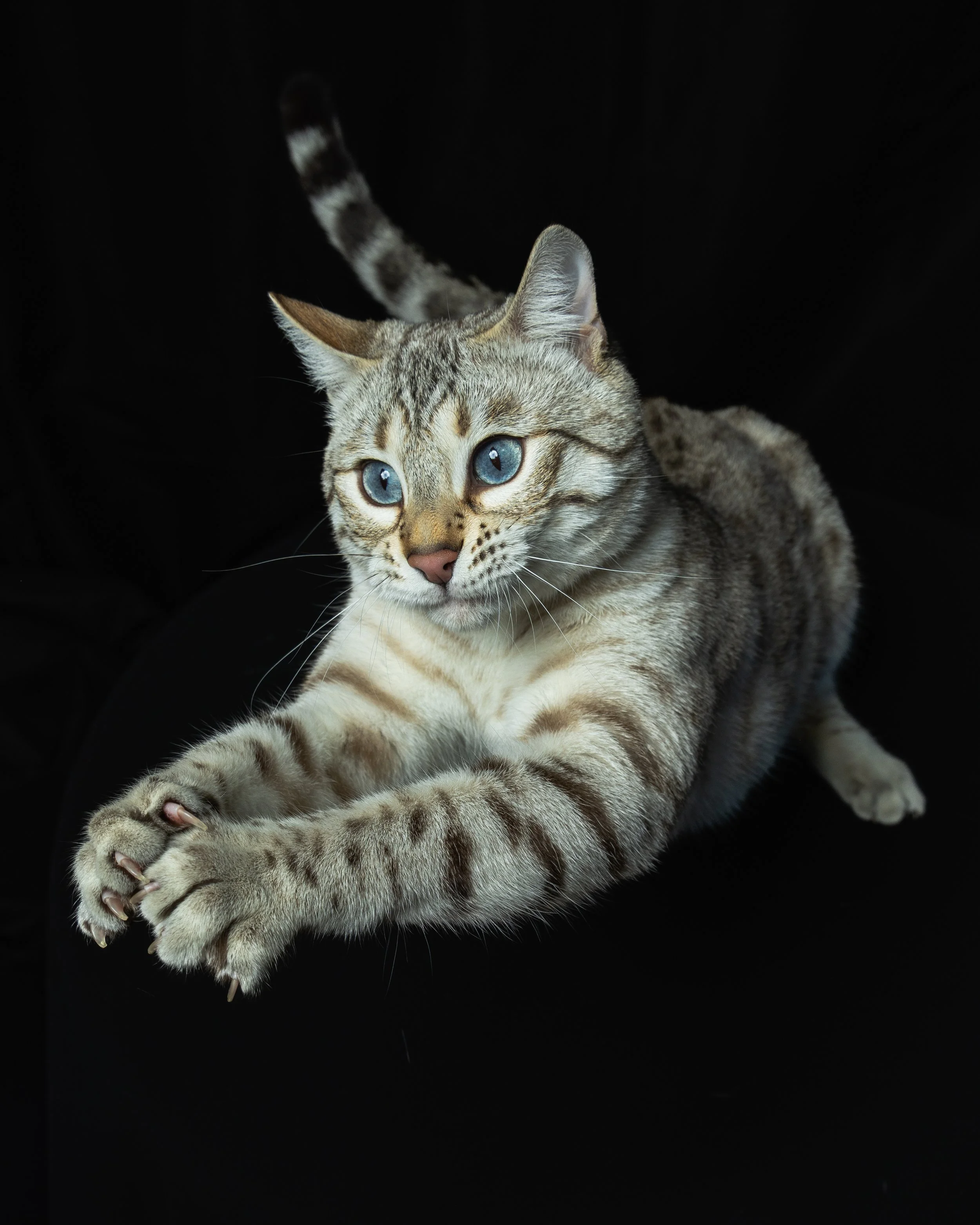 A tabby cat with blue eyes lying on a black surface against a black background, stretching its front paws.