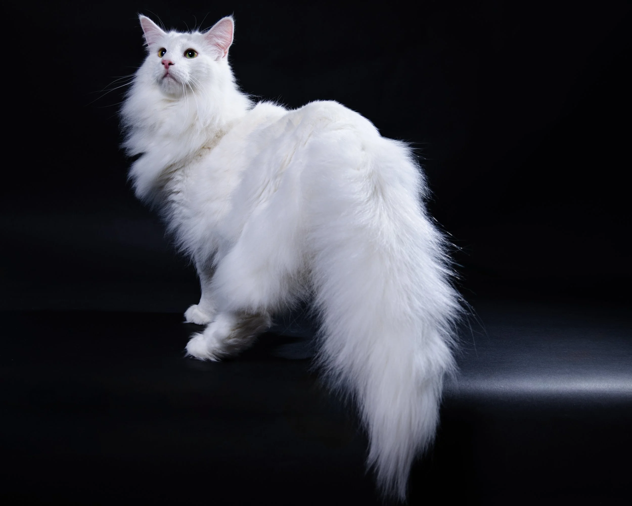 A large, fluffy white cat with long fur and green eyes, standing against a black background.
