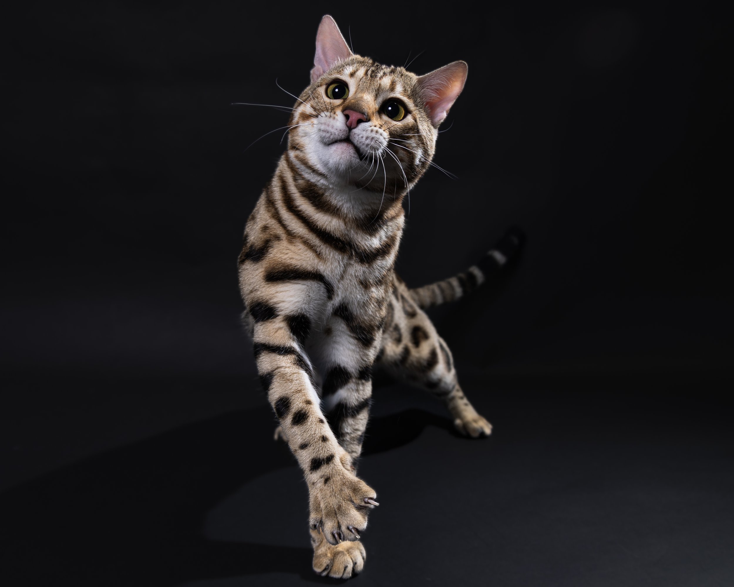 A Bengal cat with a sleek, spotted coat trots against a black background, looking curiously at the camera.