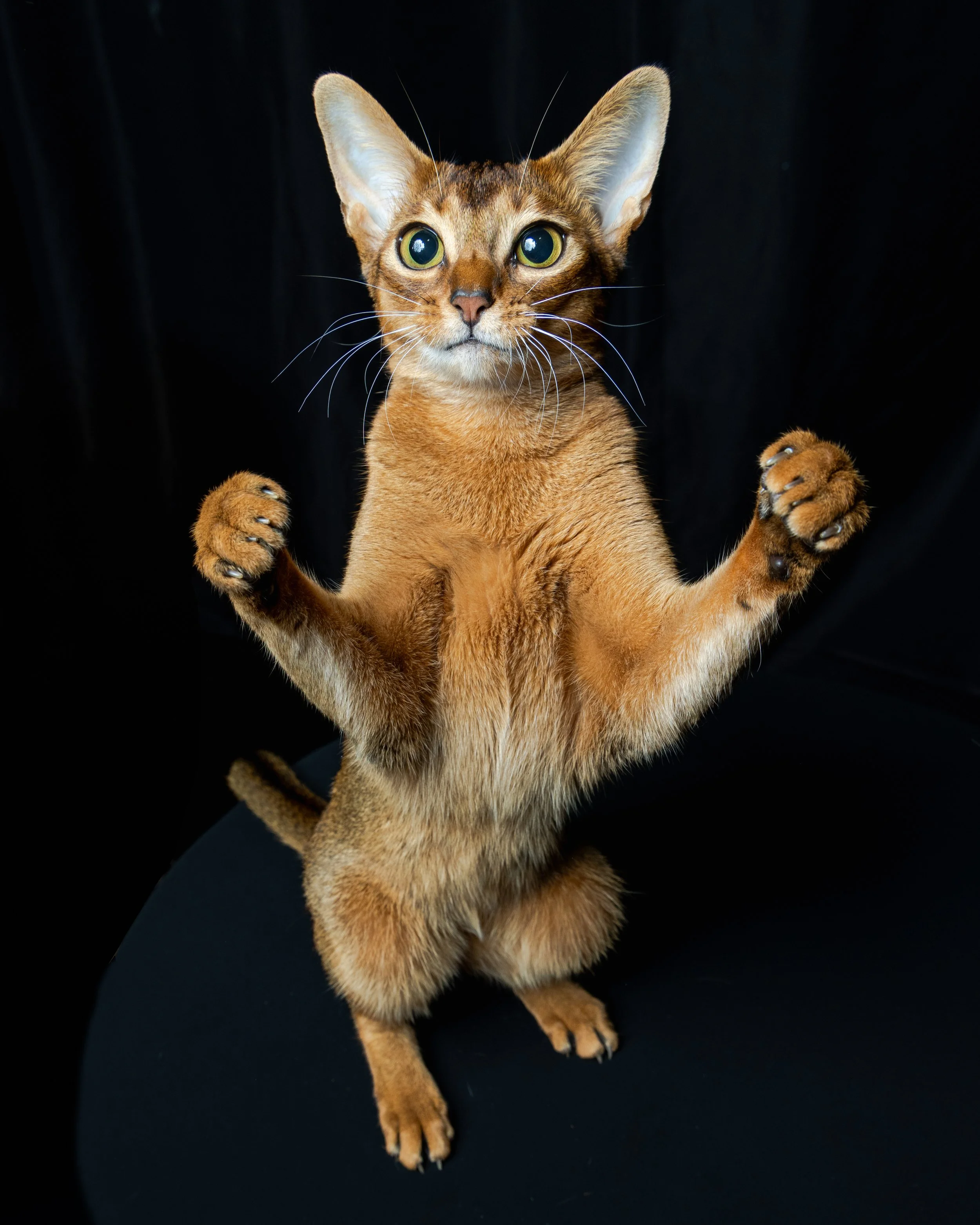 A brown Abyssinian cat standing on its hind legs with front paws raised, against a black background.