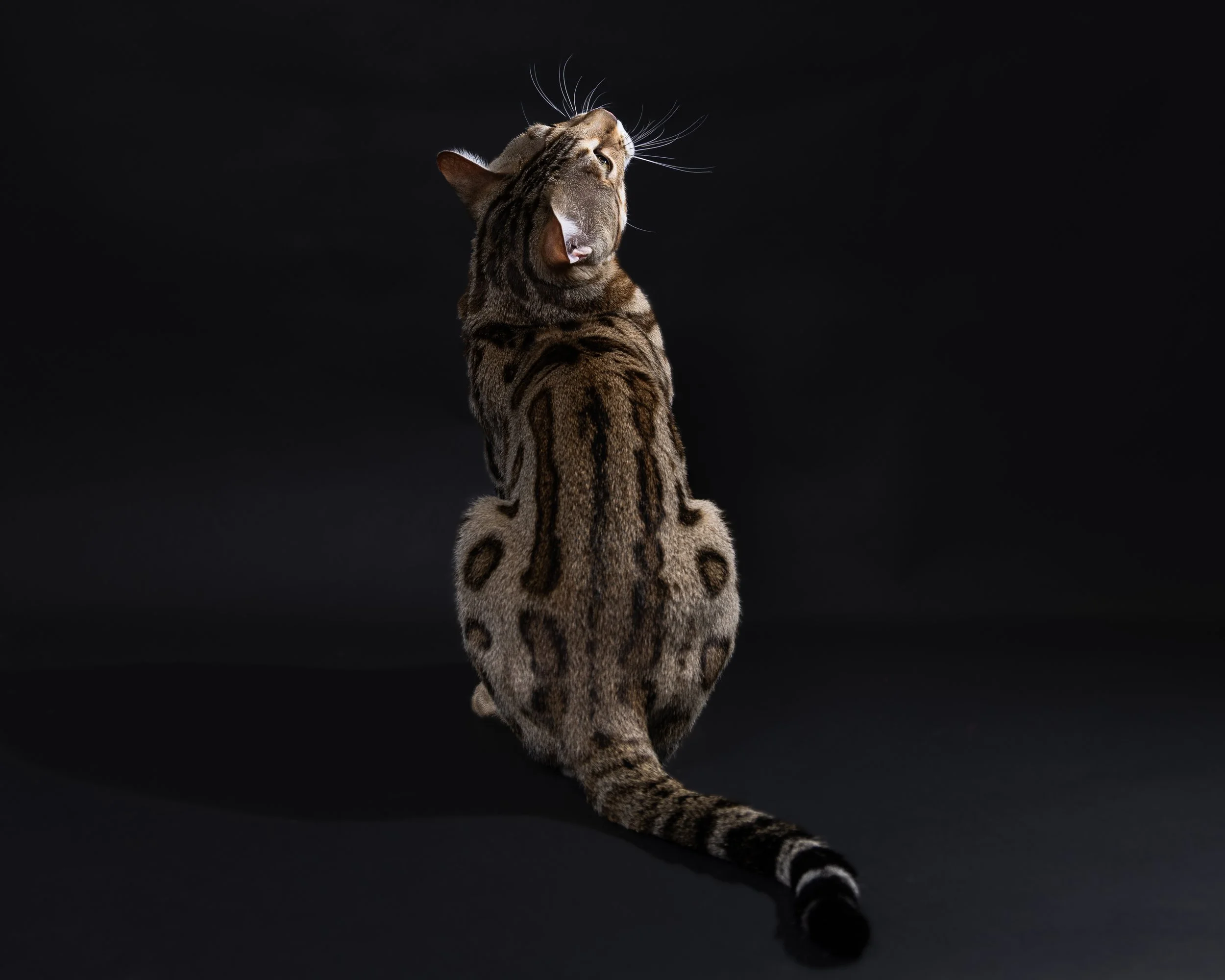 A Bengal cat sitting with its back to the camera against a black background, looking upward with part of its face in profile.
