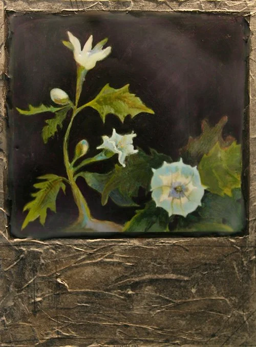 Jimsonweed